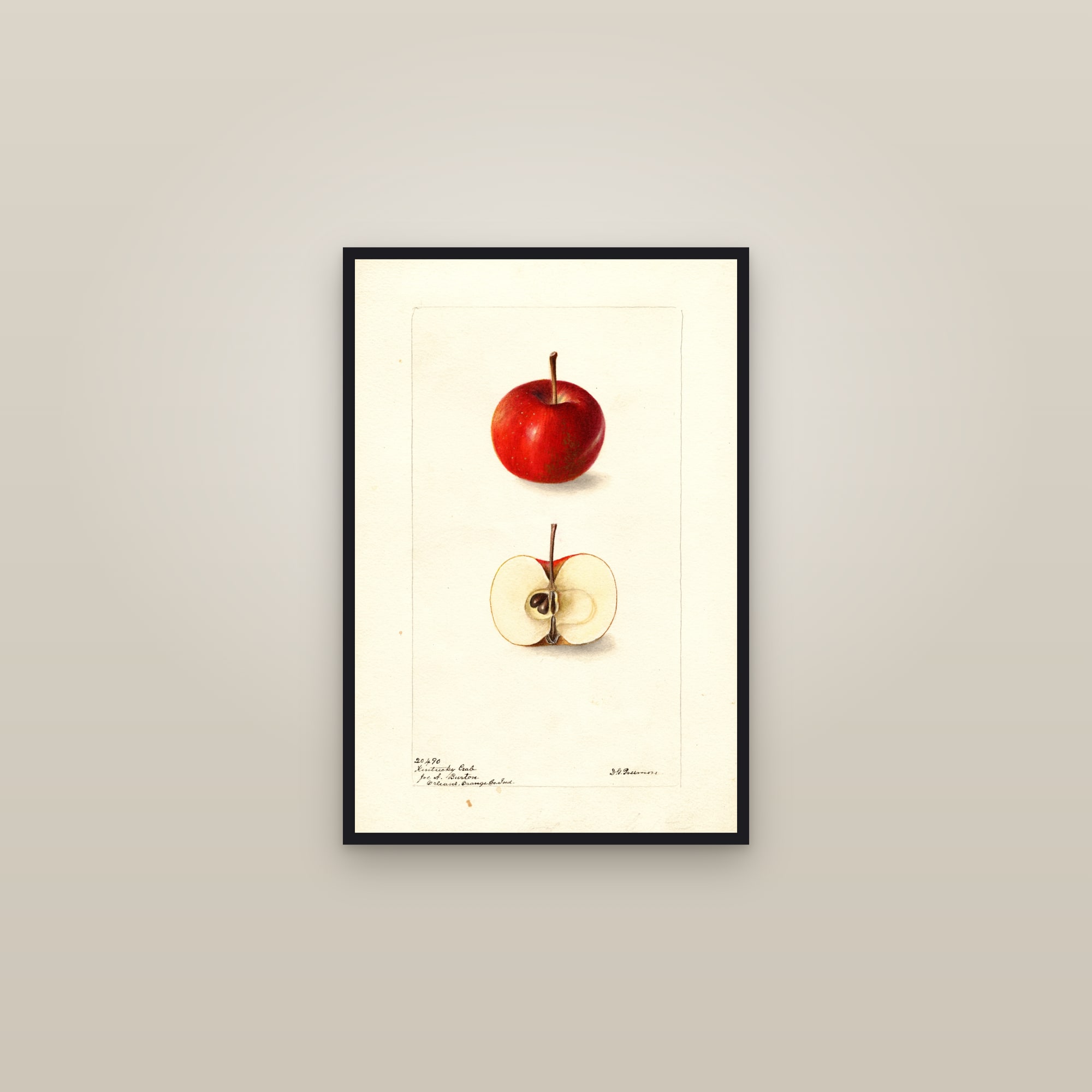Kentucky Crab Apple — framed in a gallery setting
