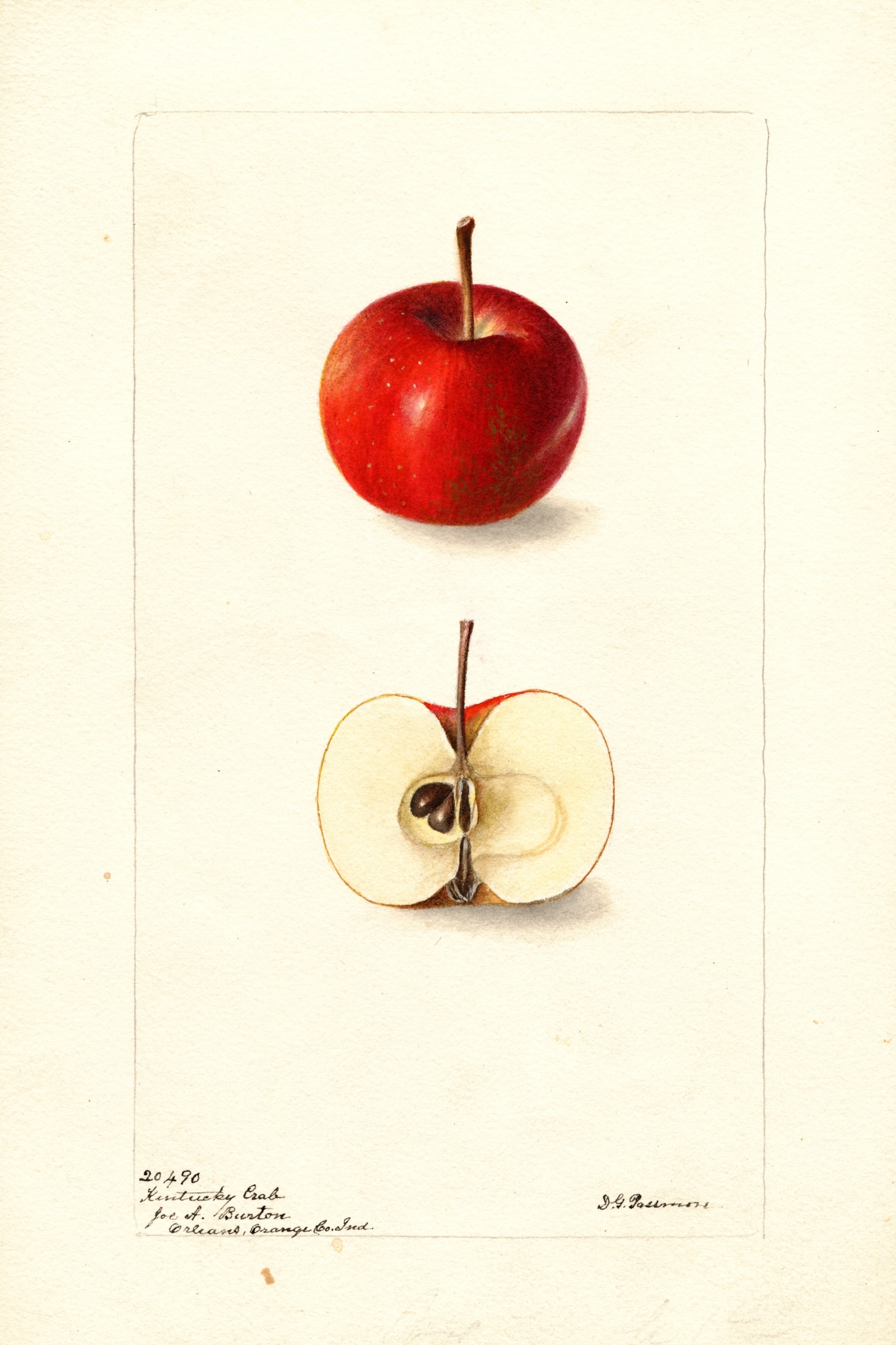 Kentucky Crab Apple