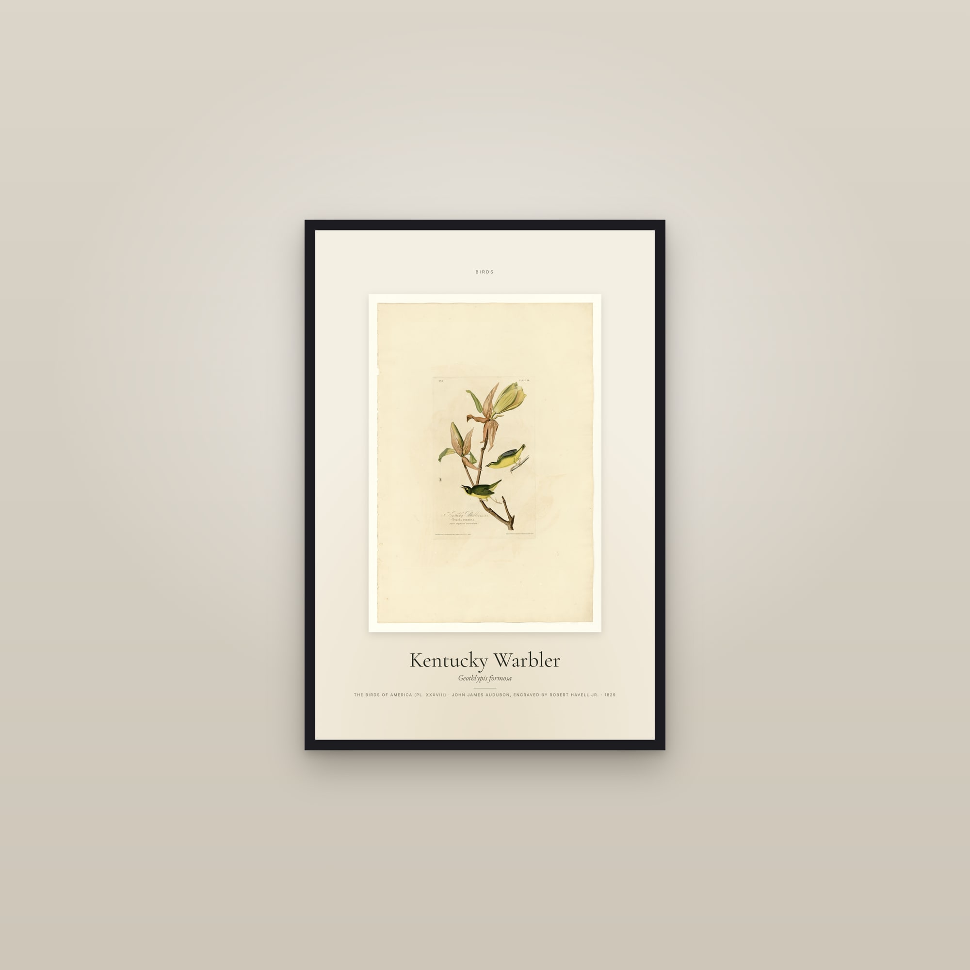 Kentucky Warbler — Specimen — framed in a gallery setting