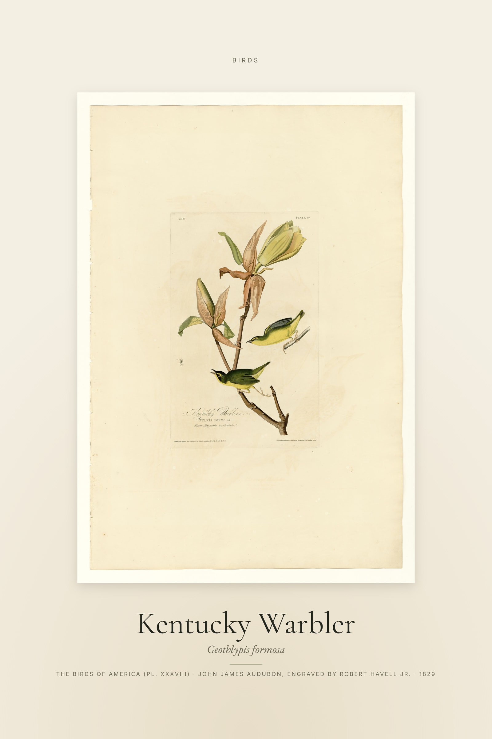 Kentucky Warbler — Specimen