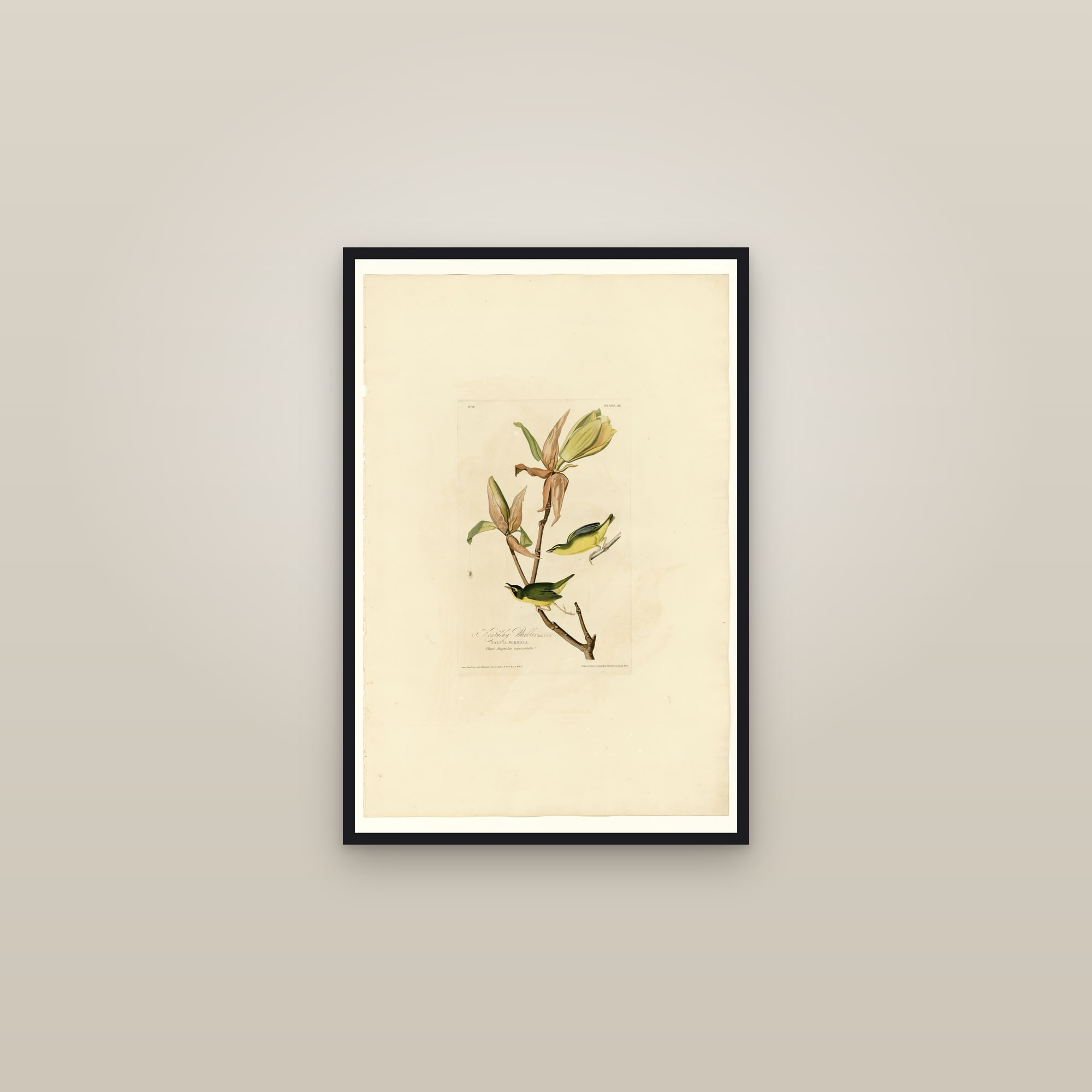 Kentucky Warbler — framed in a gallery setting