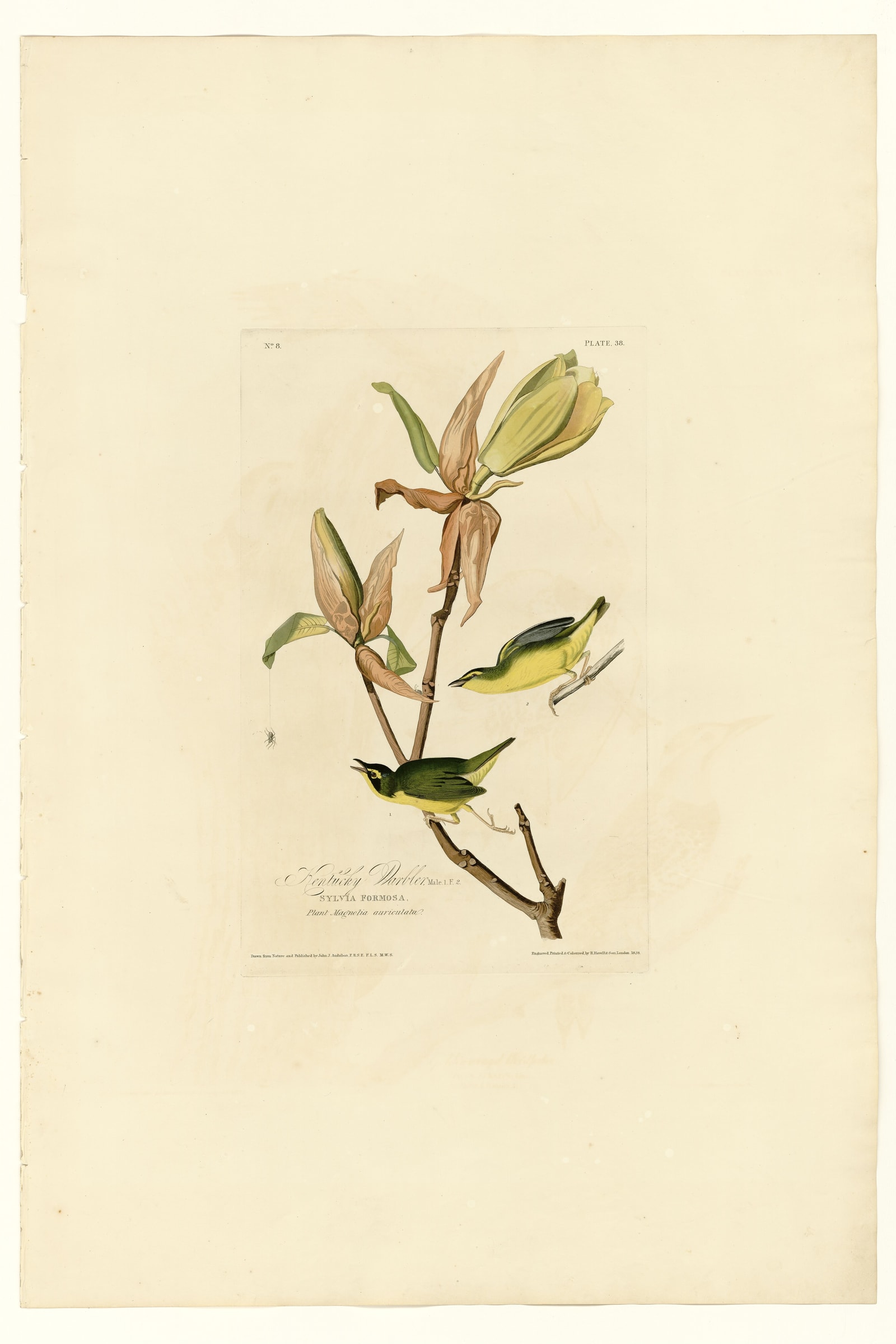 Kentucky Warbler
