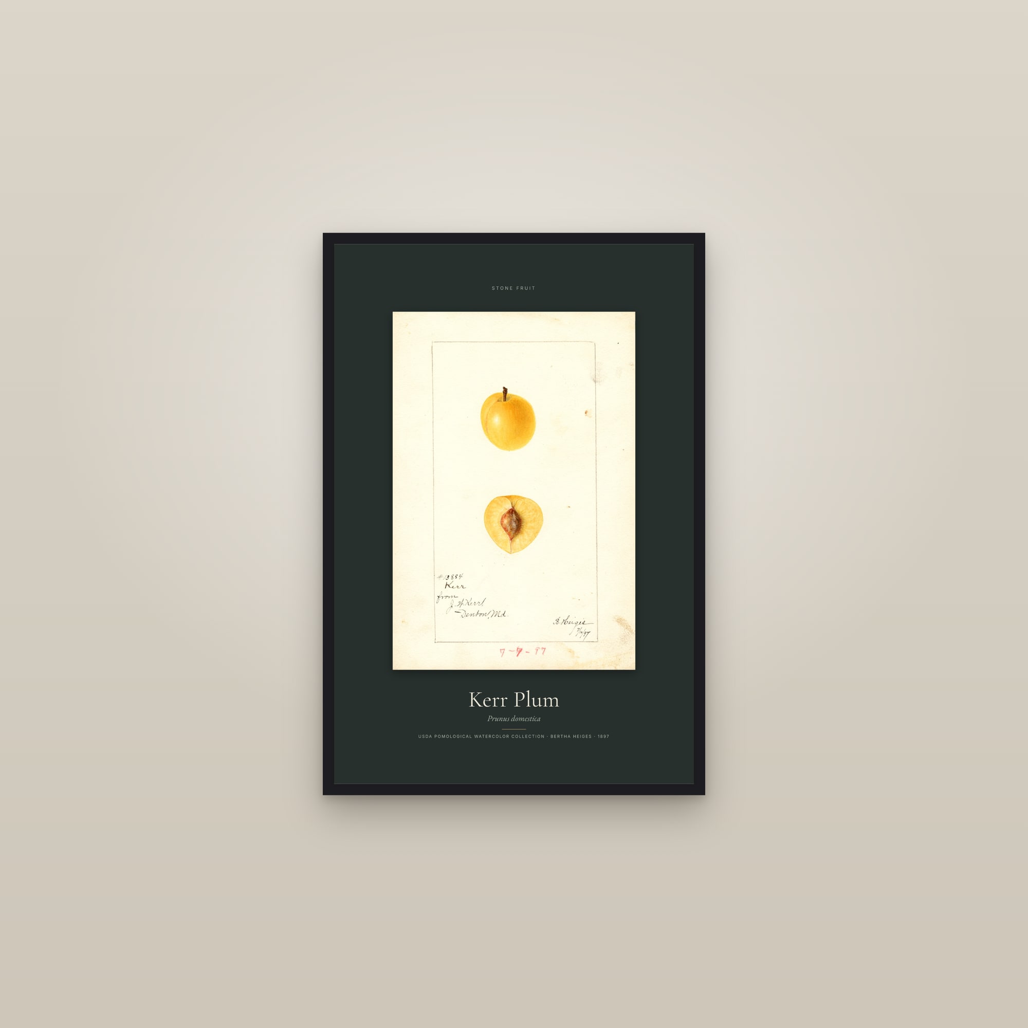 Kerr Plum — Specimen — framed in a gallery setting