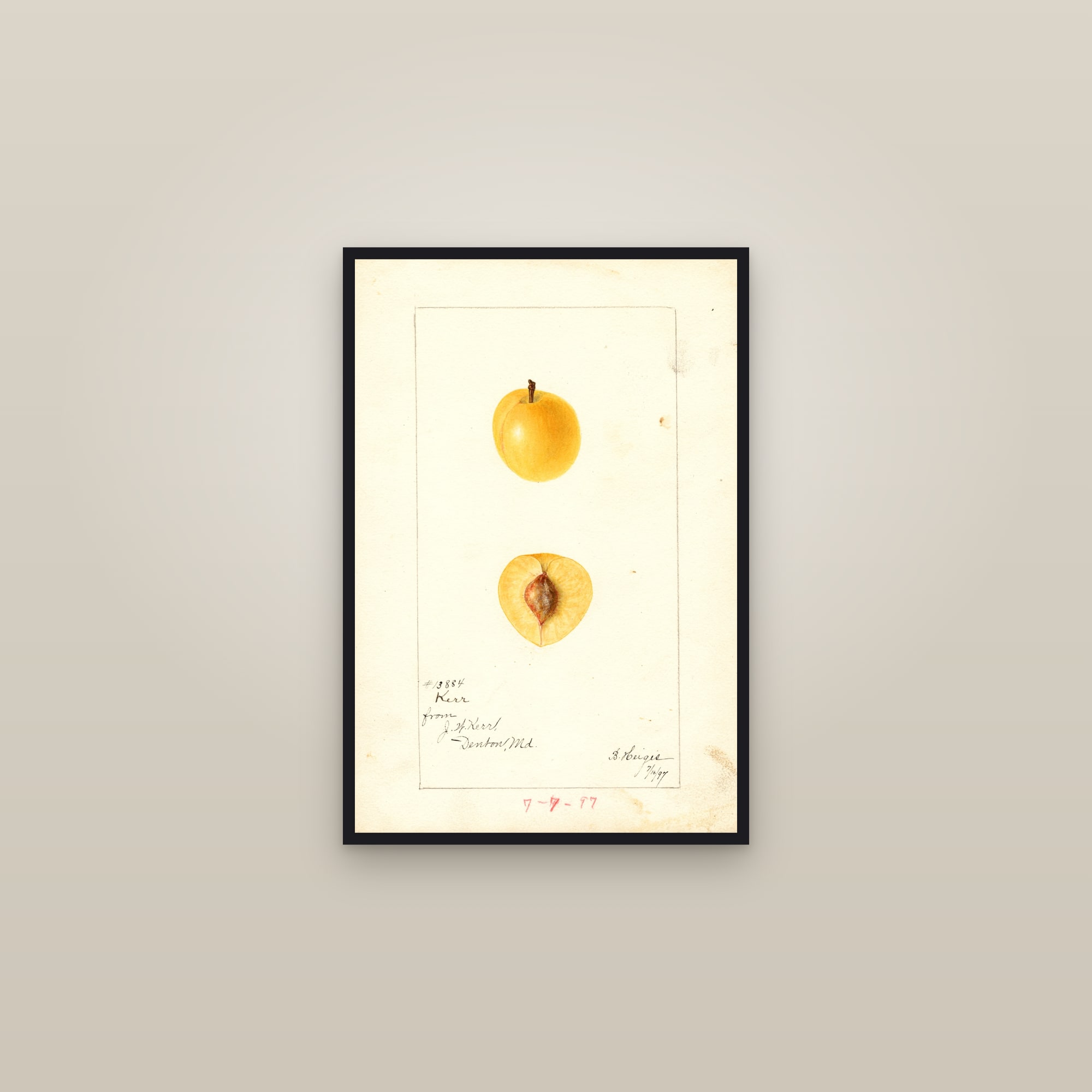 Kerr Plum — framed in a gallery setting