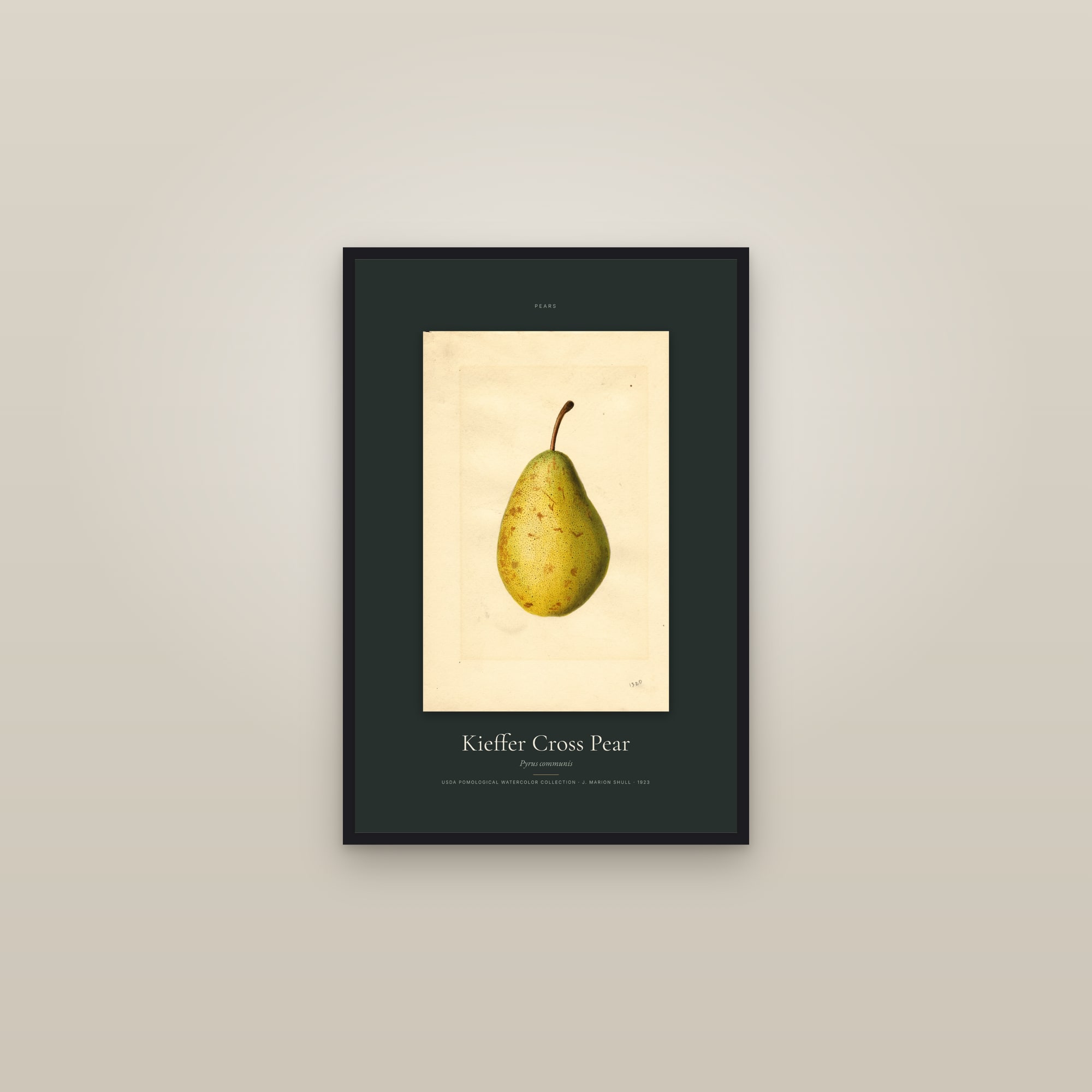 Kieffer Cross Pear — Specimen — framed in a gallery setting
