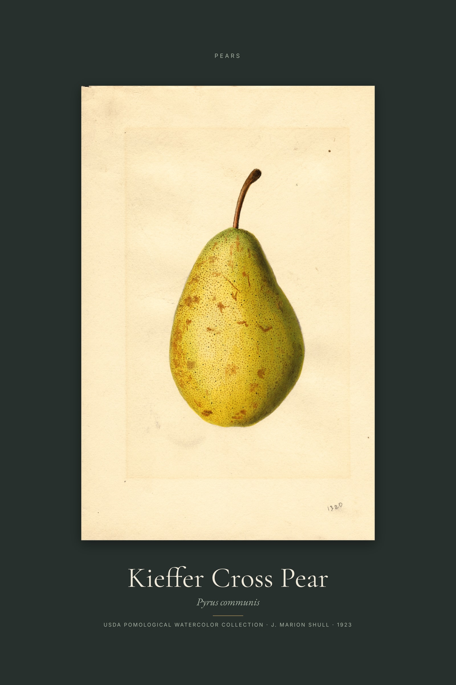 Kieffer Cross Pear — Specimen
