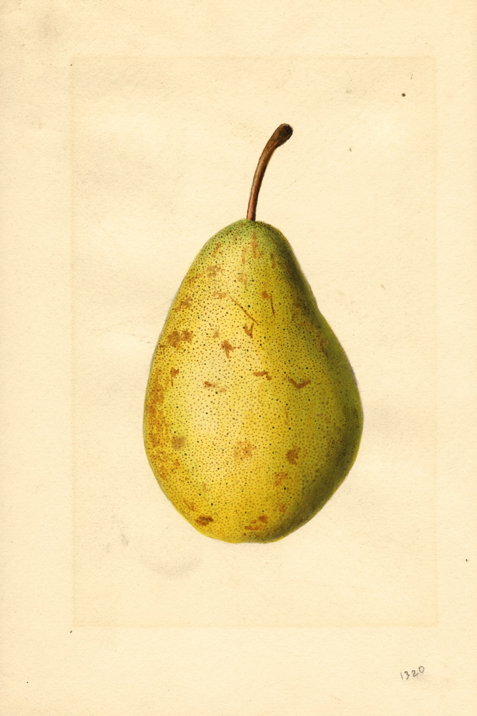 Kieffer Cross Pear