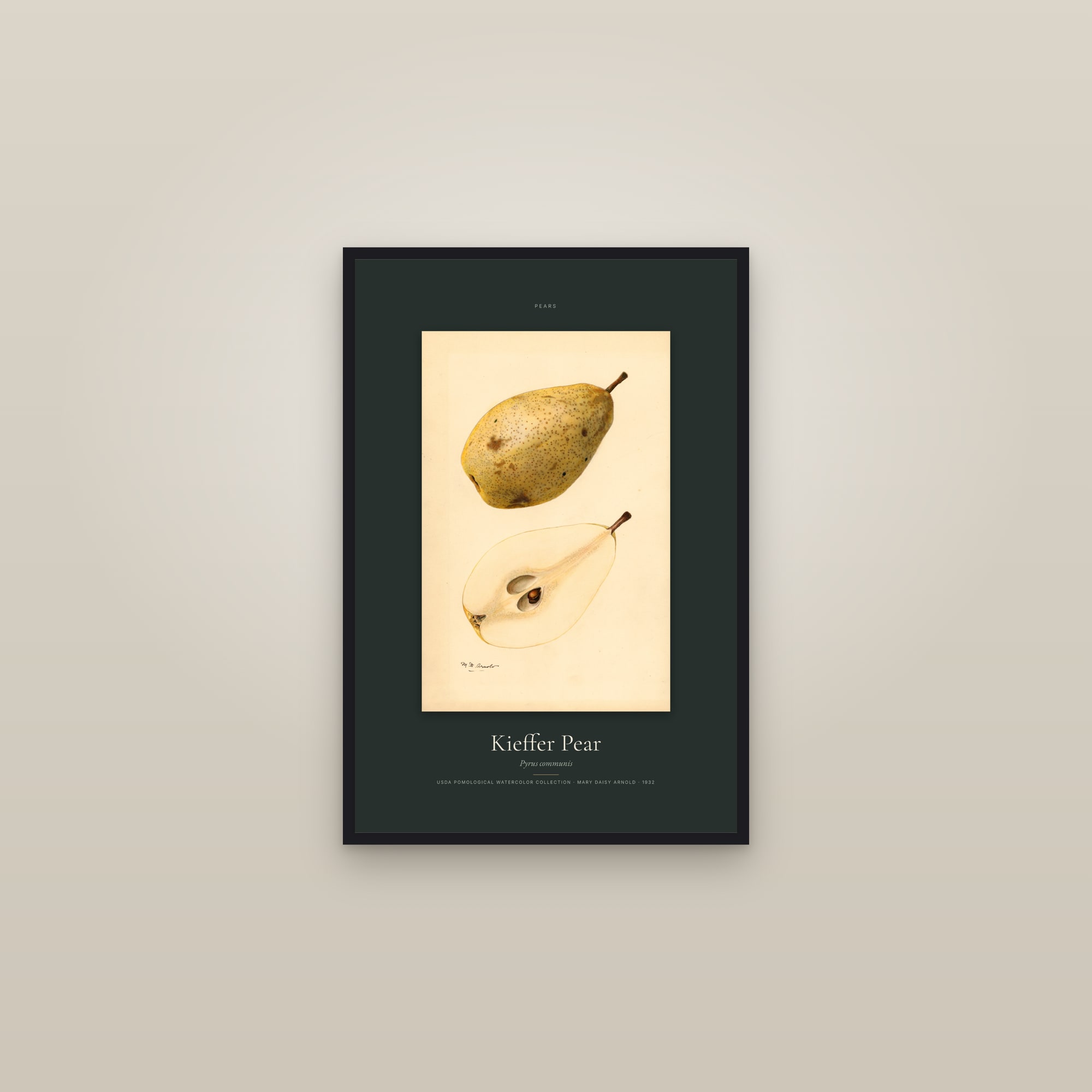 Kieffer Pear — Specimen — framed in a gallery setting