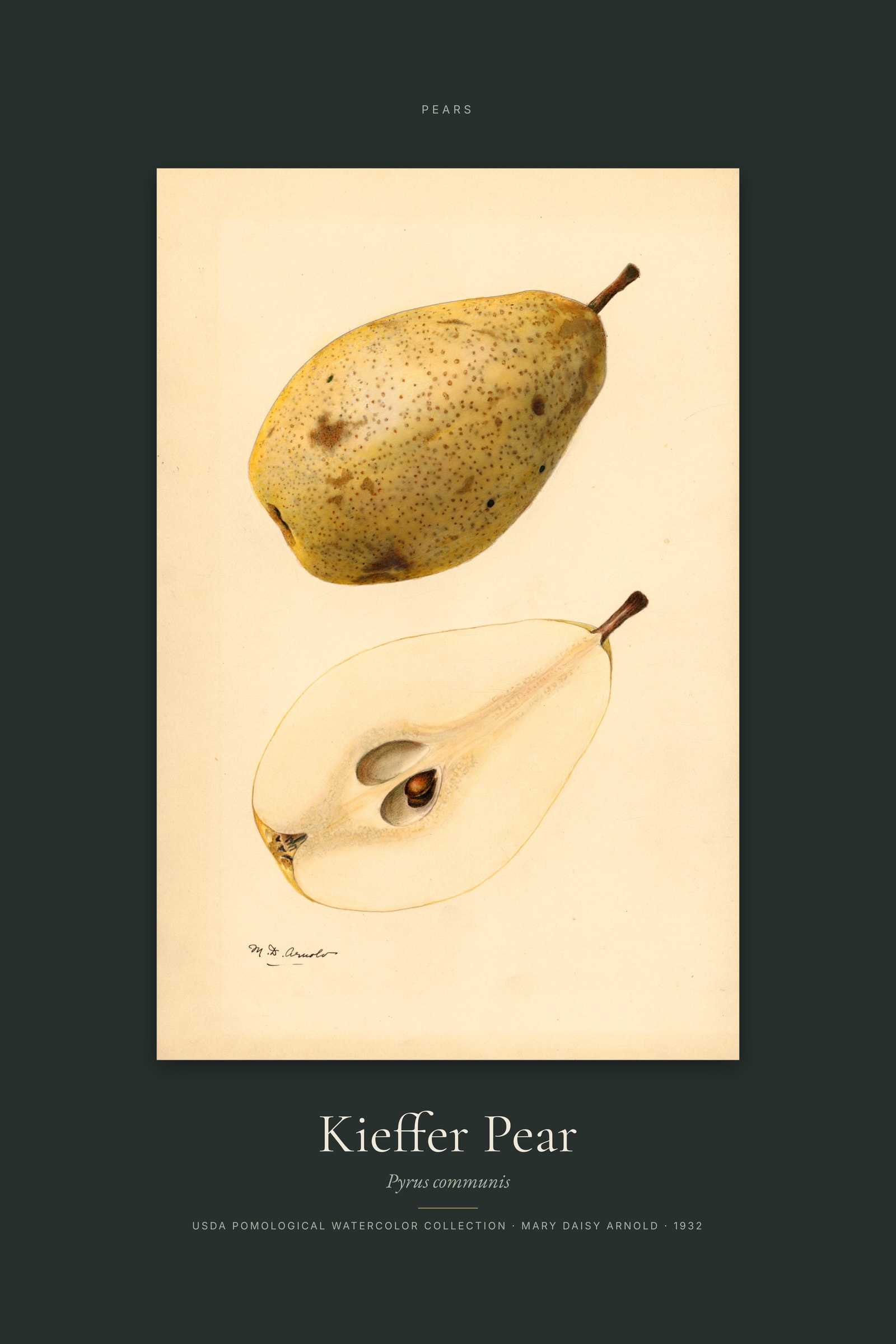 Kieffer Pear — Specimen