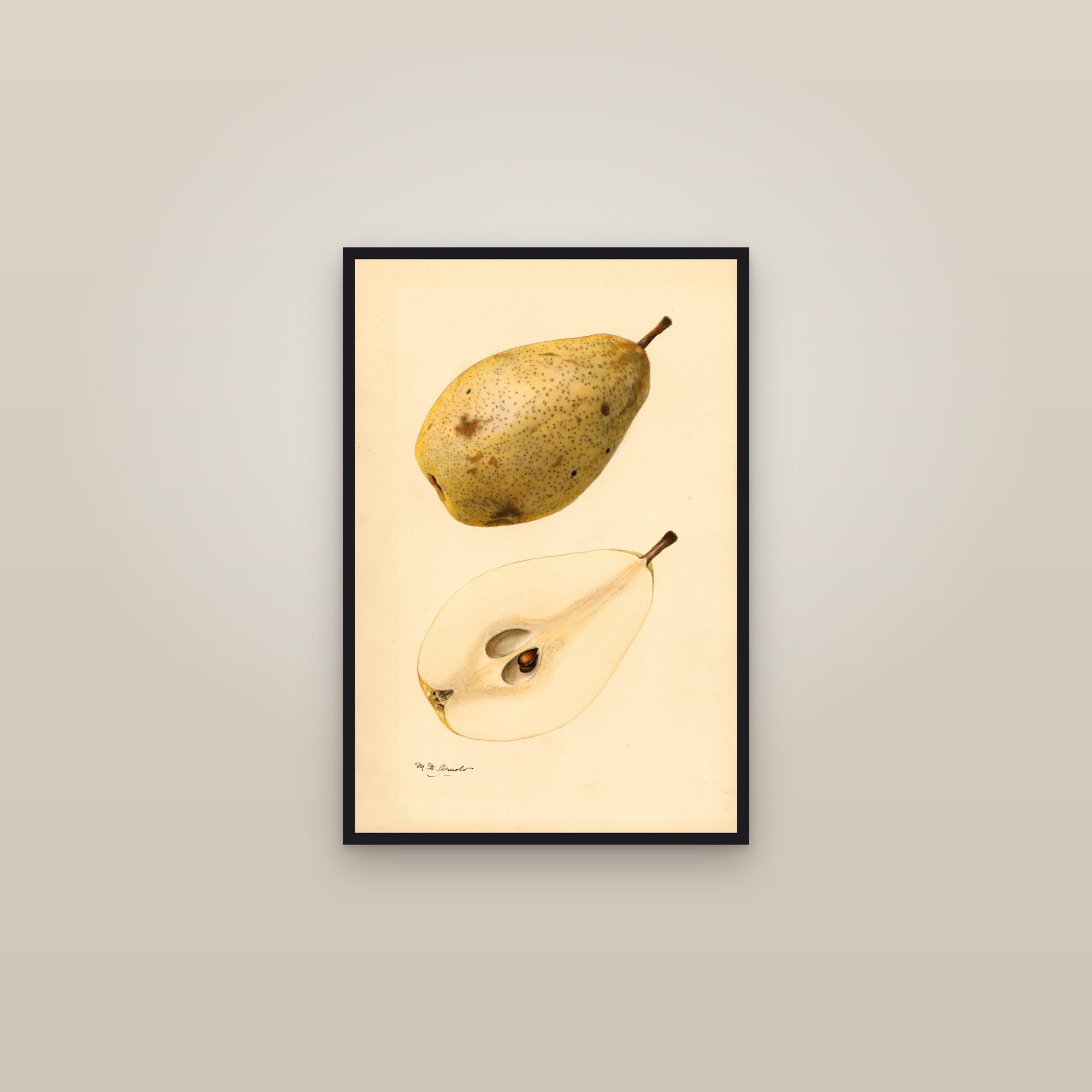 Kieffer Pear — framed in a gallery setting