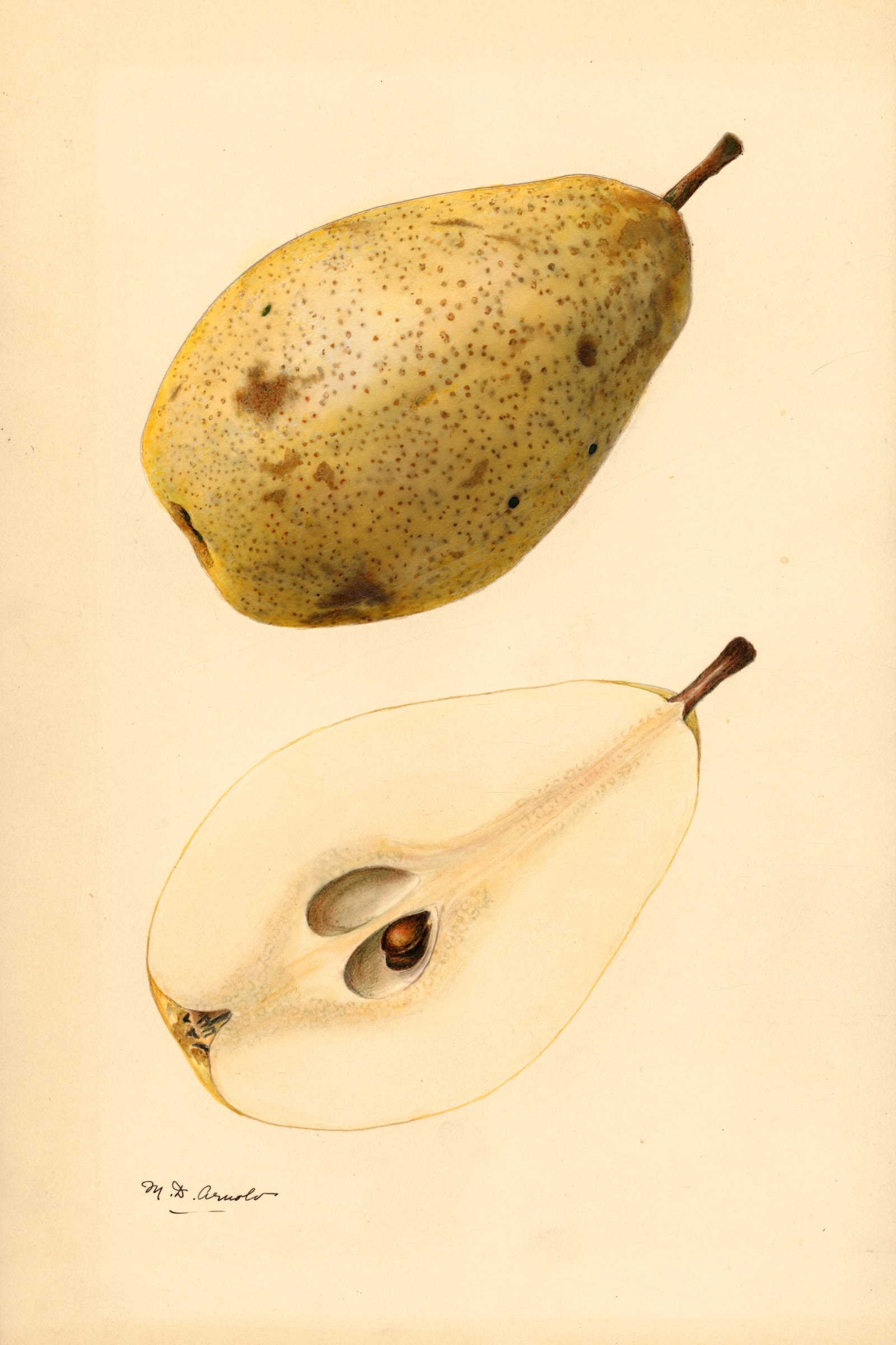 Kieffer Pear