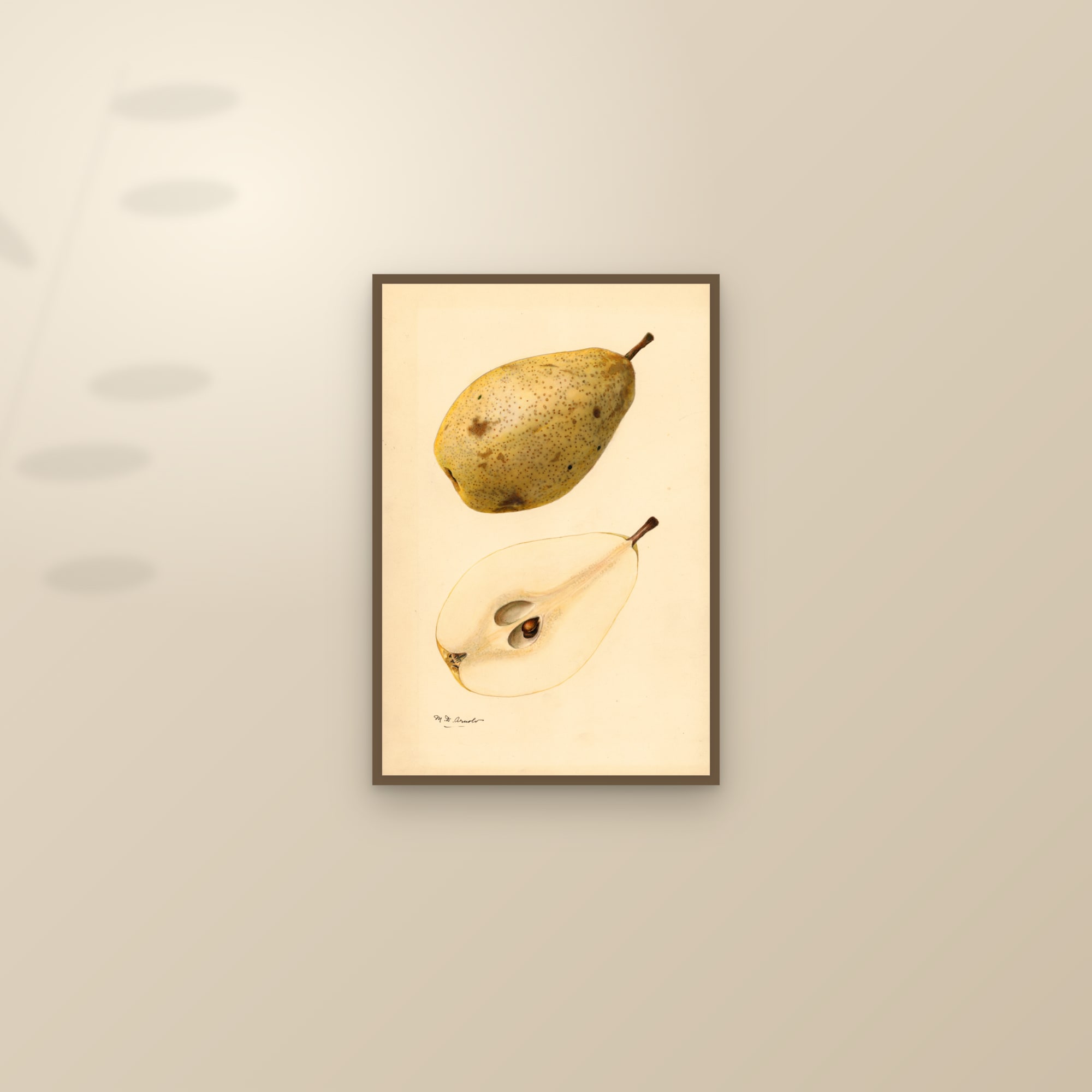 Kieffer Pear — framed and styled on a sunlit wall