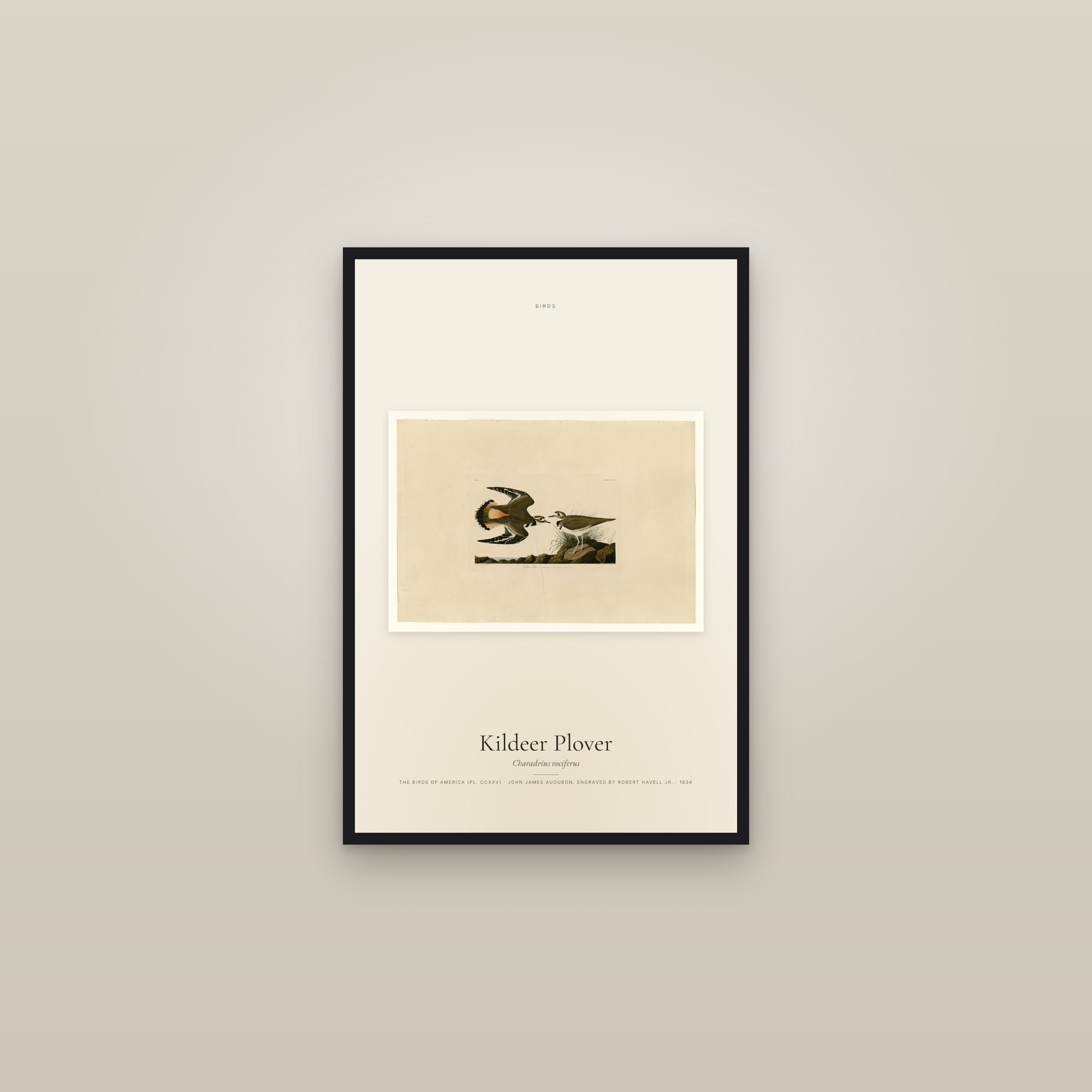 Kildeer Plover — framed in a gallery setting