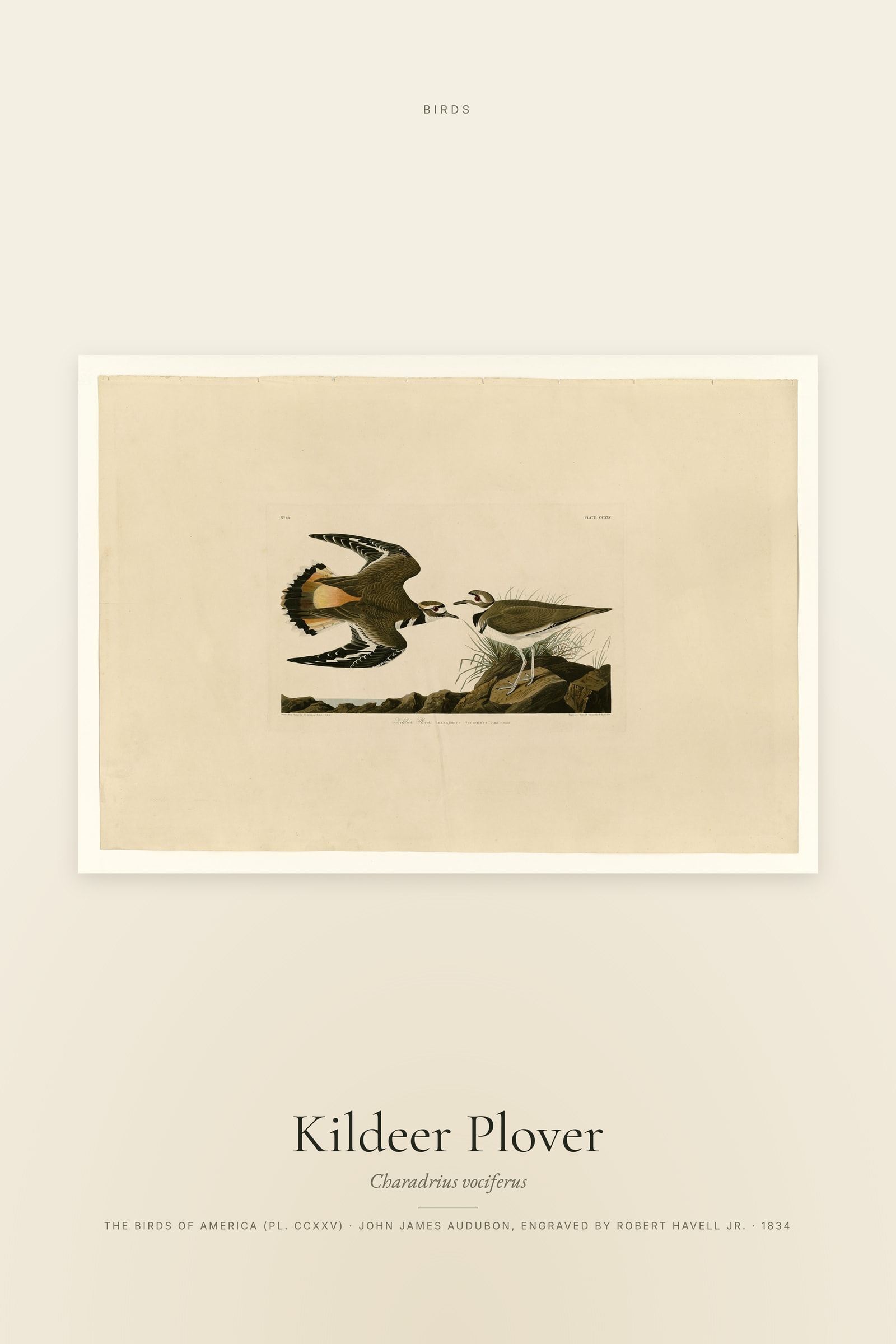 Kildeer Plover