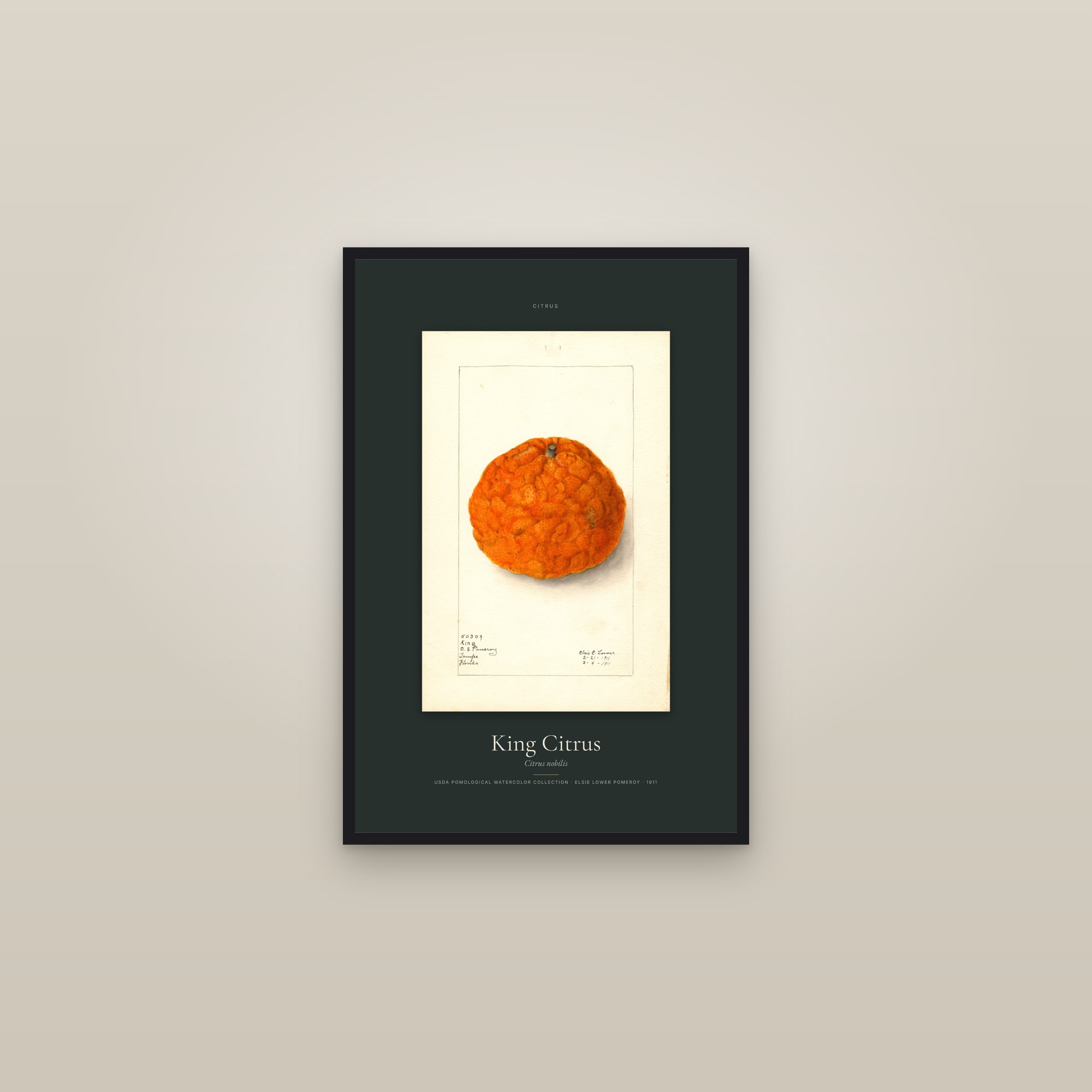 King Citrus — Specimen — framed in a gallery setting