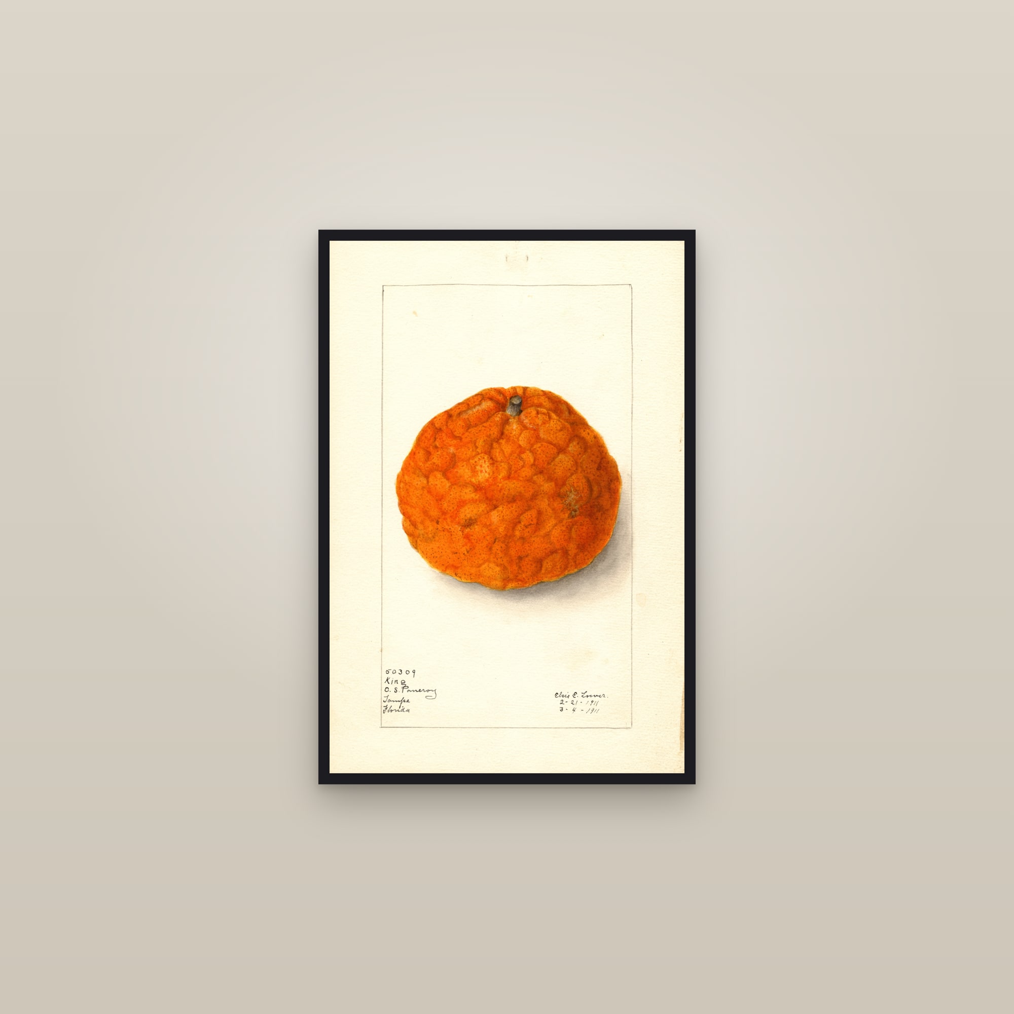 King Citrus — framed in a gallery setting