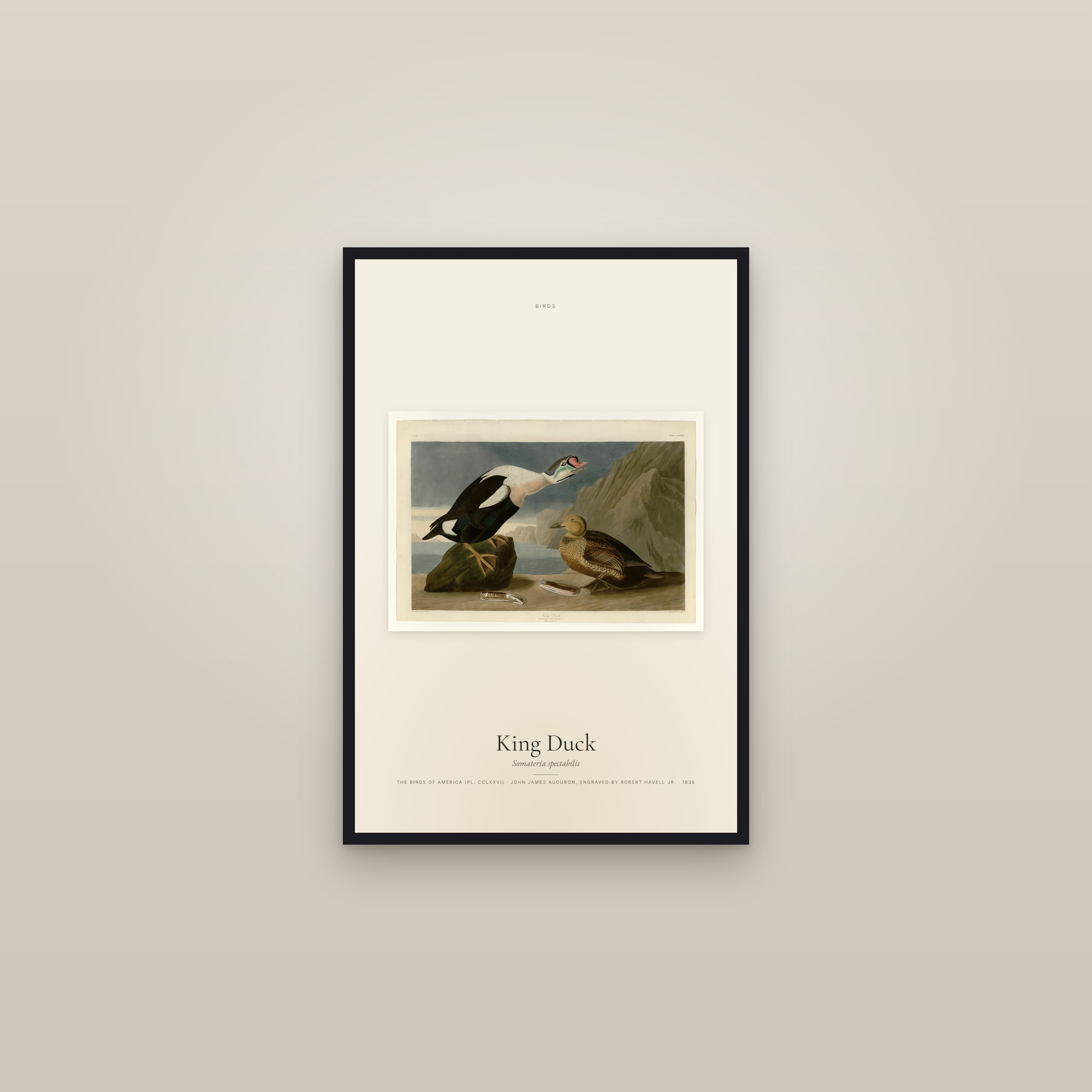 King Duck — framed in a gallery setting