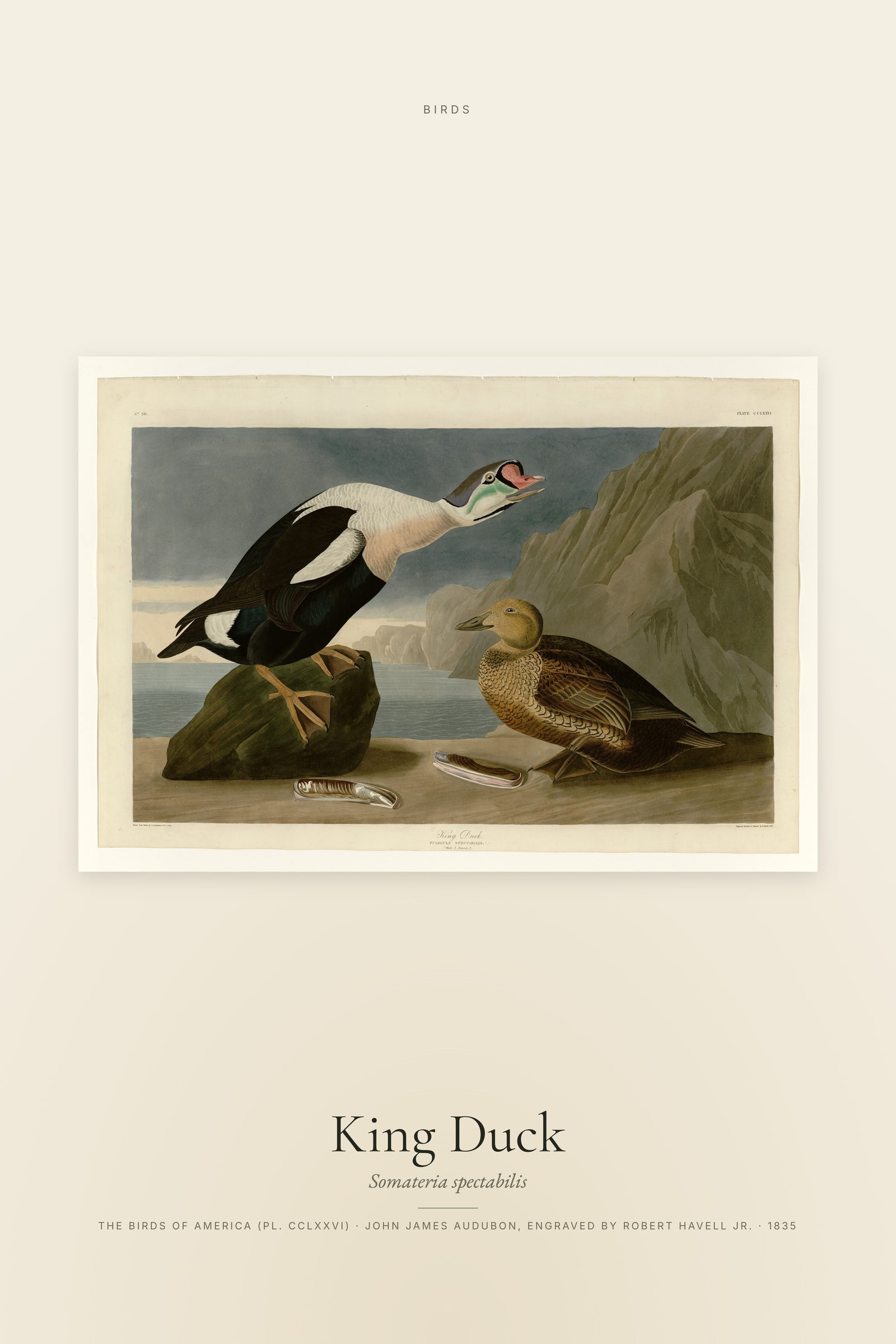 King Duck