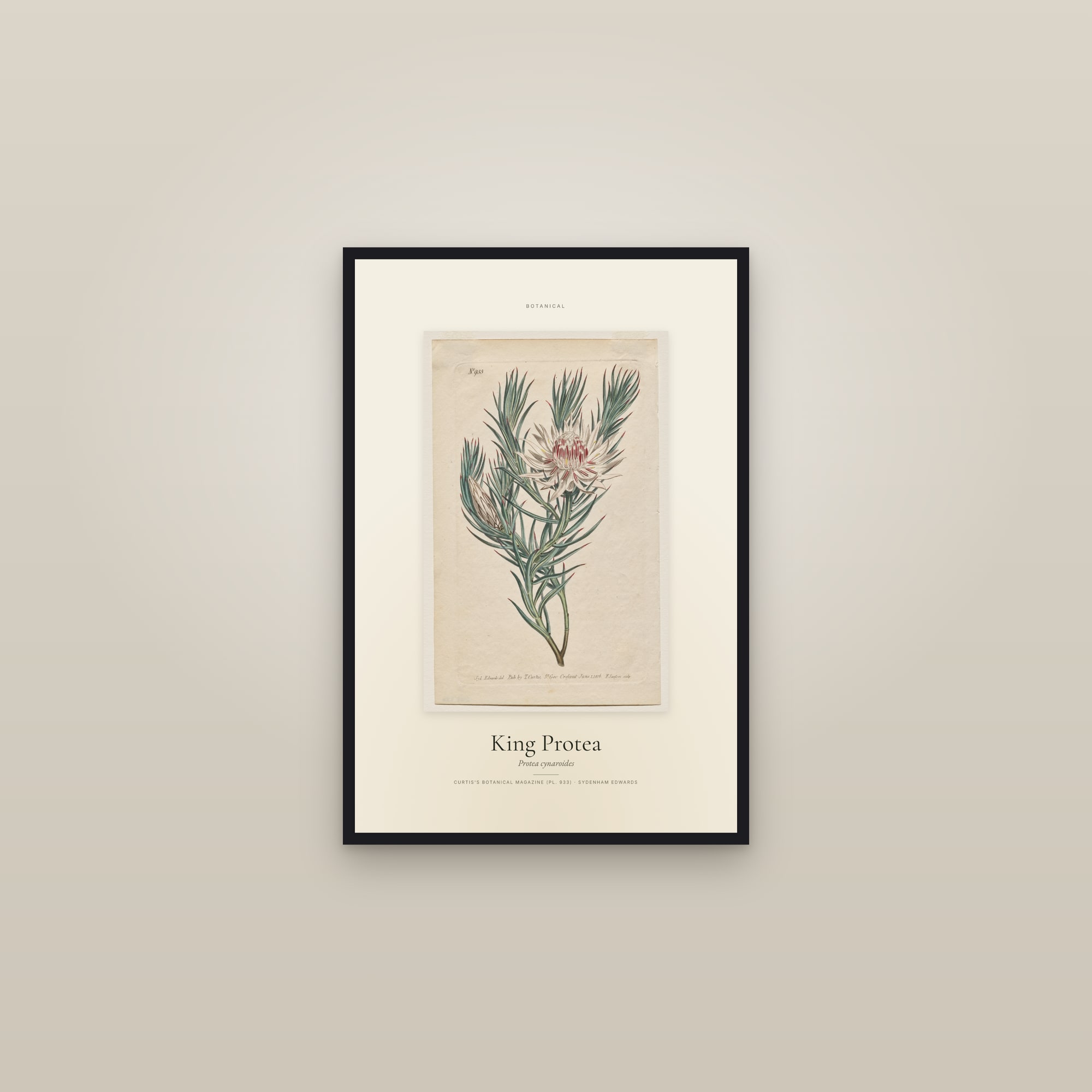 King Protea — Specimen — framed in a gallery setting