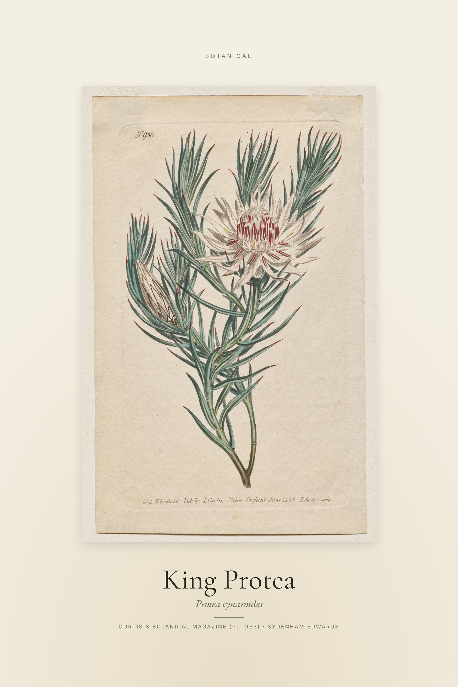 King Protea — Specimen