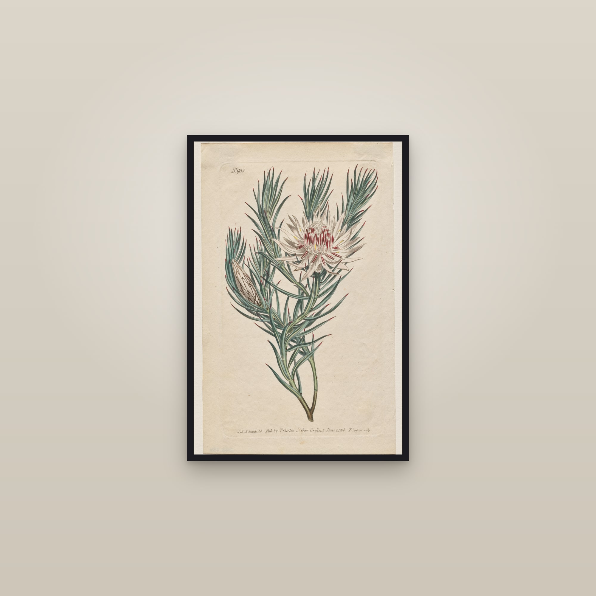King Protea — framed in a gallery setting