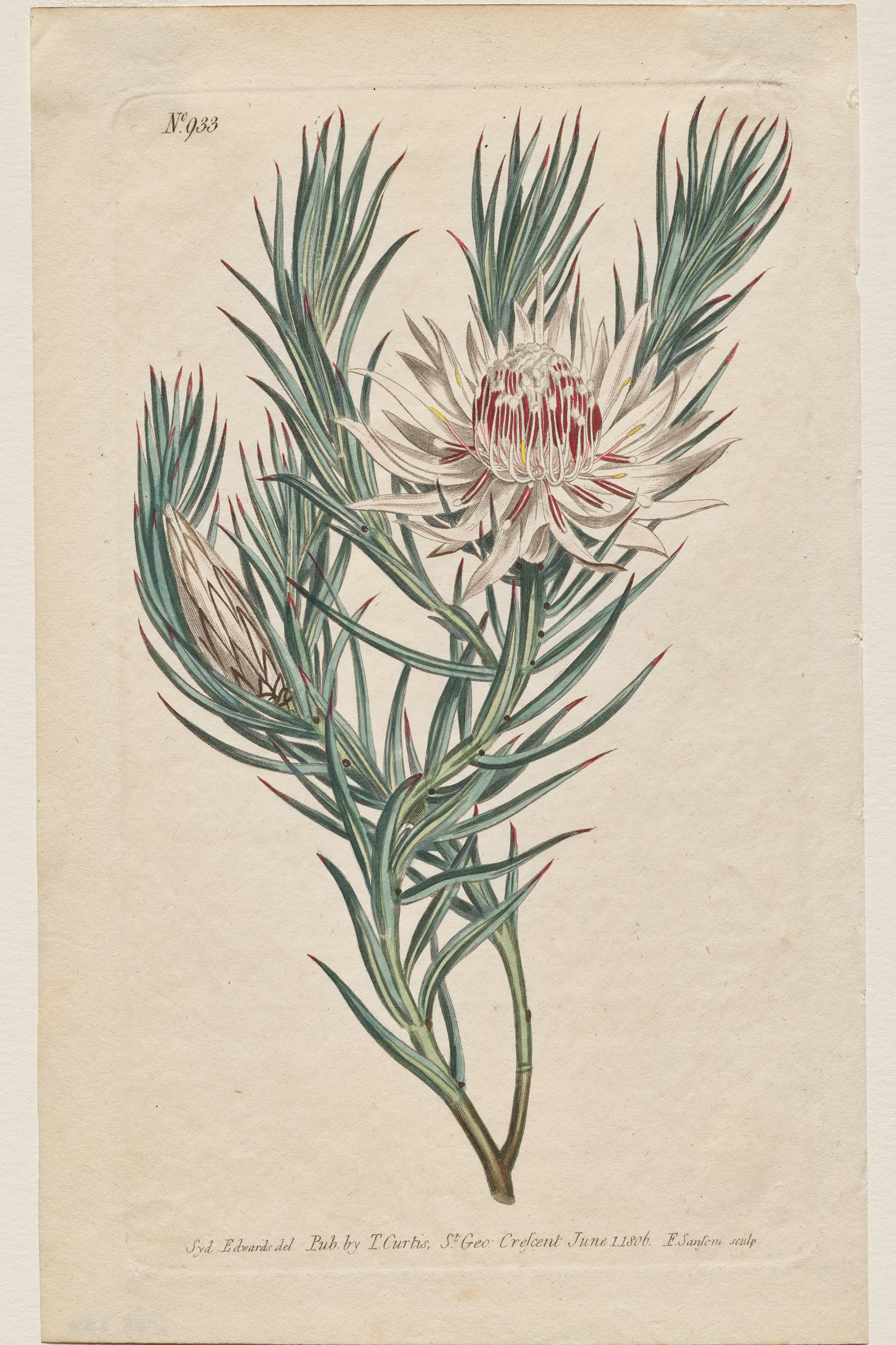 King Protea