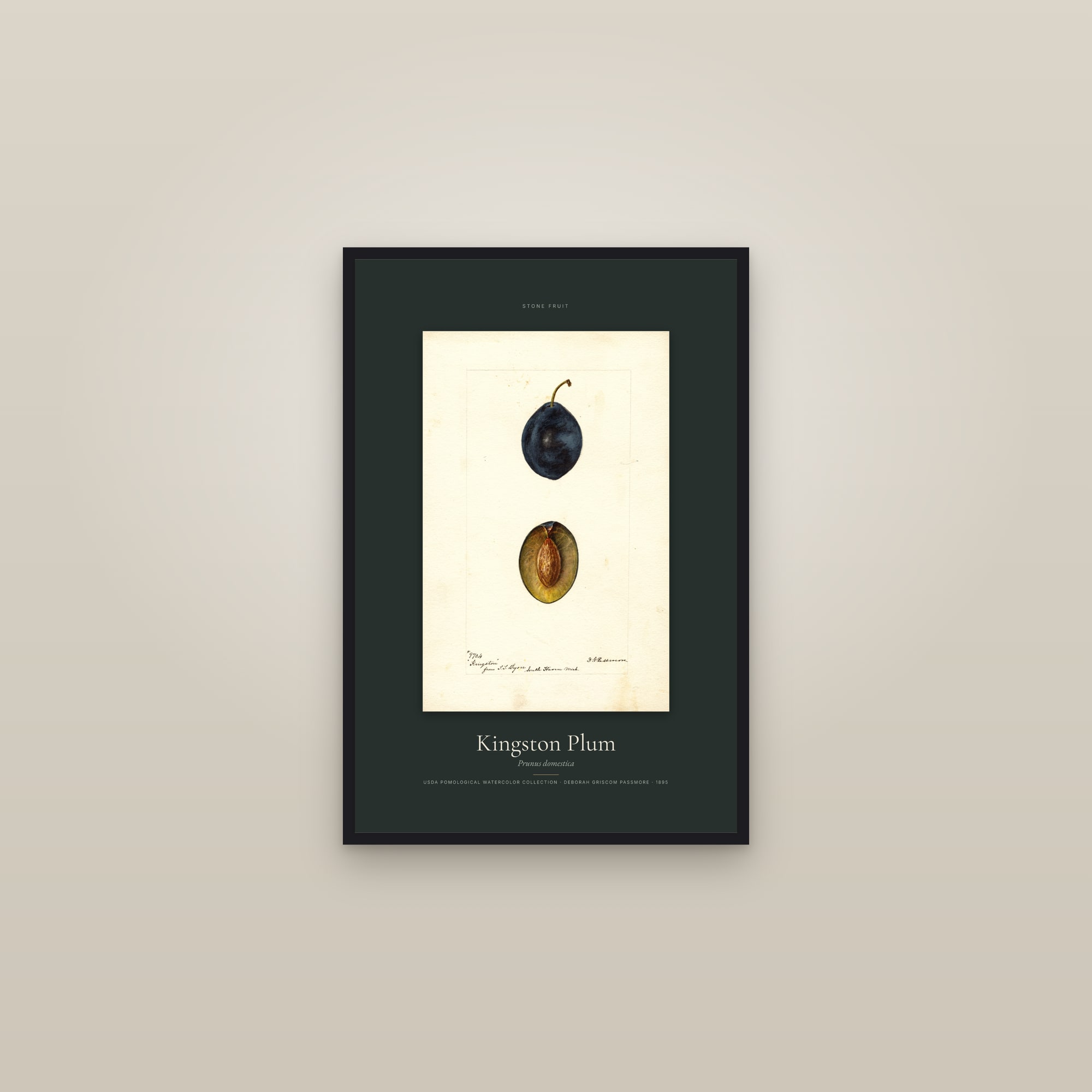 Kingston Plum — Specimen — framed in a gallery setting