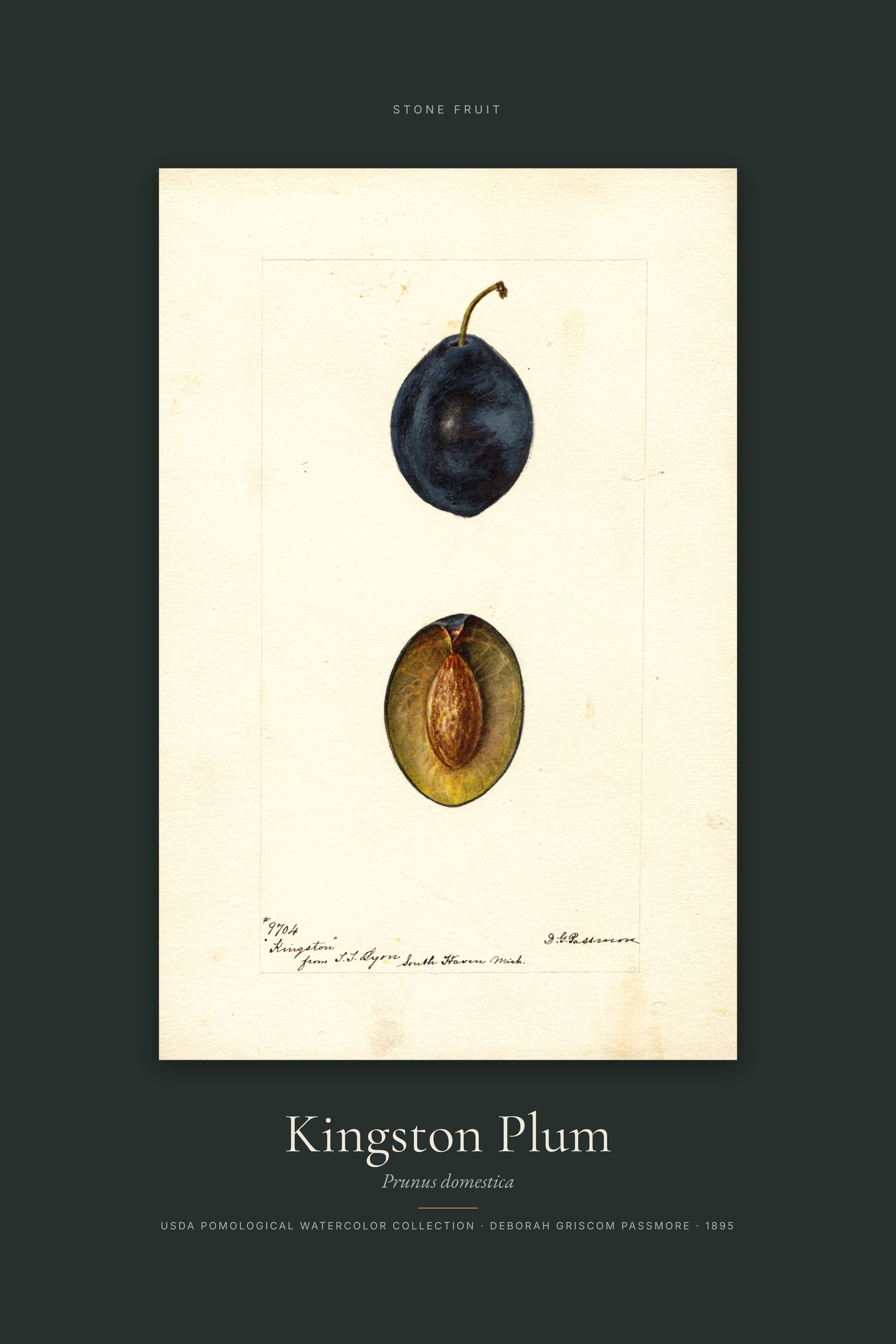 Kingston Plum — Specimen
