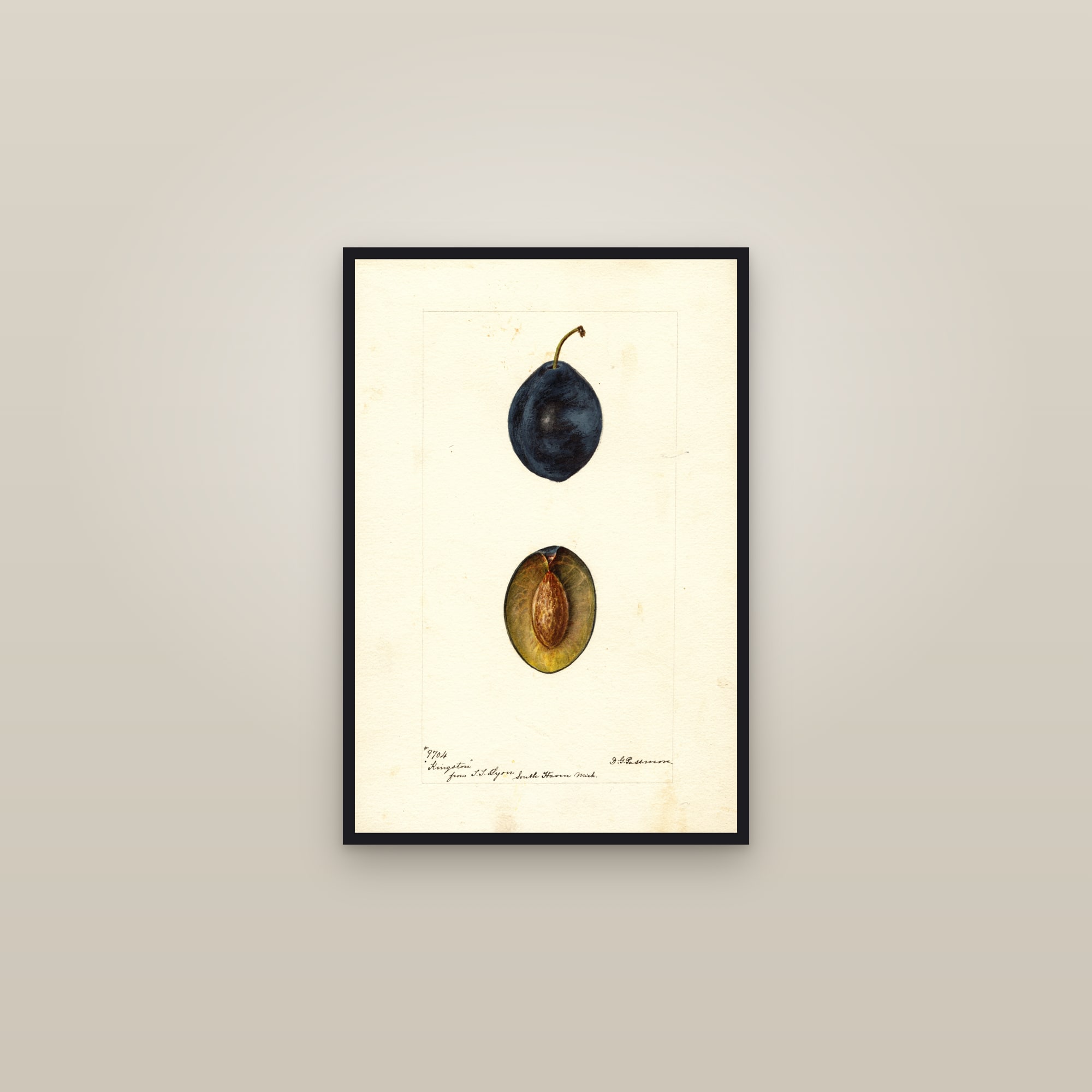 Kingston Plum — framed in a gallery setting
