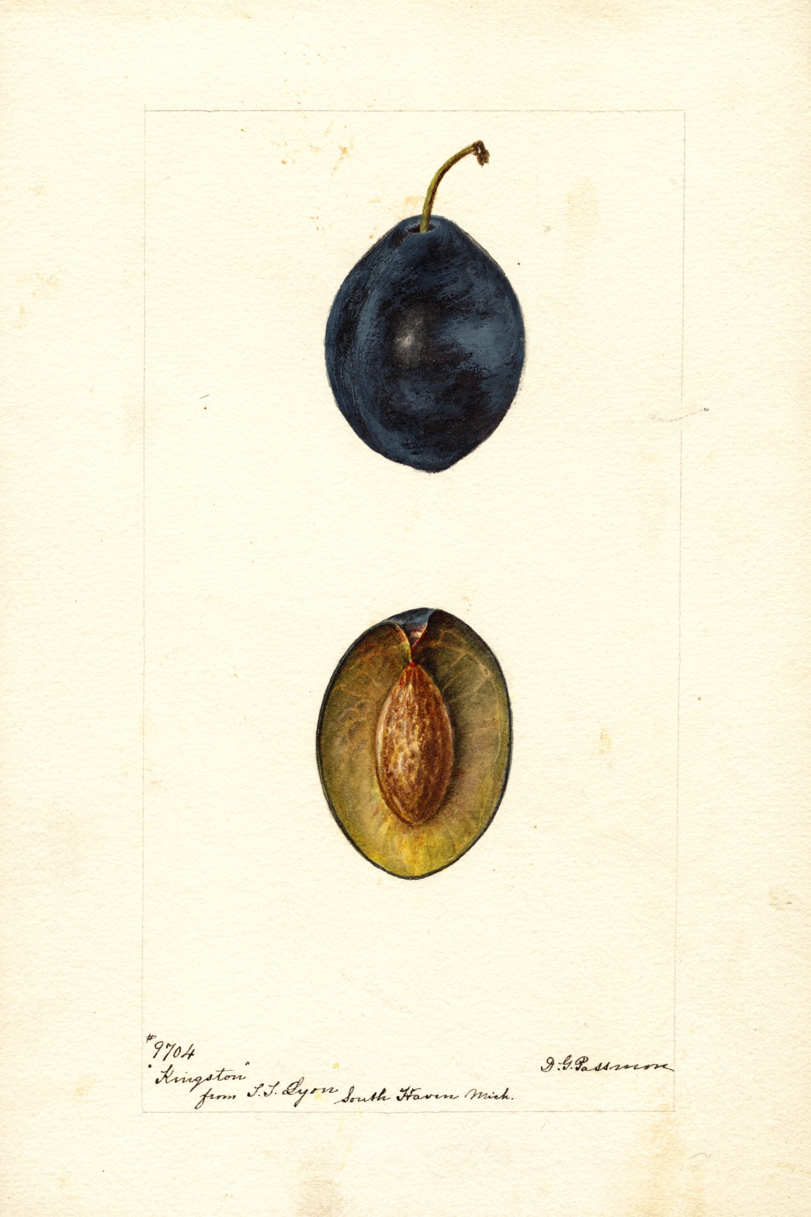 Kingston Plum
