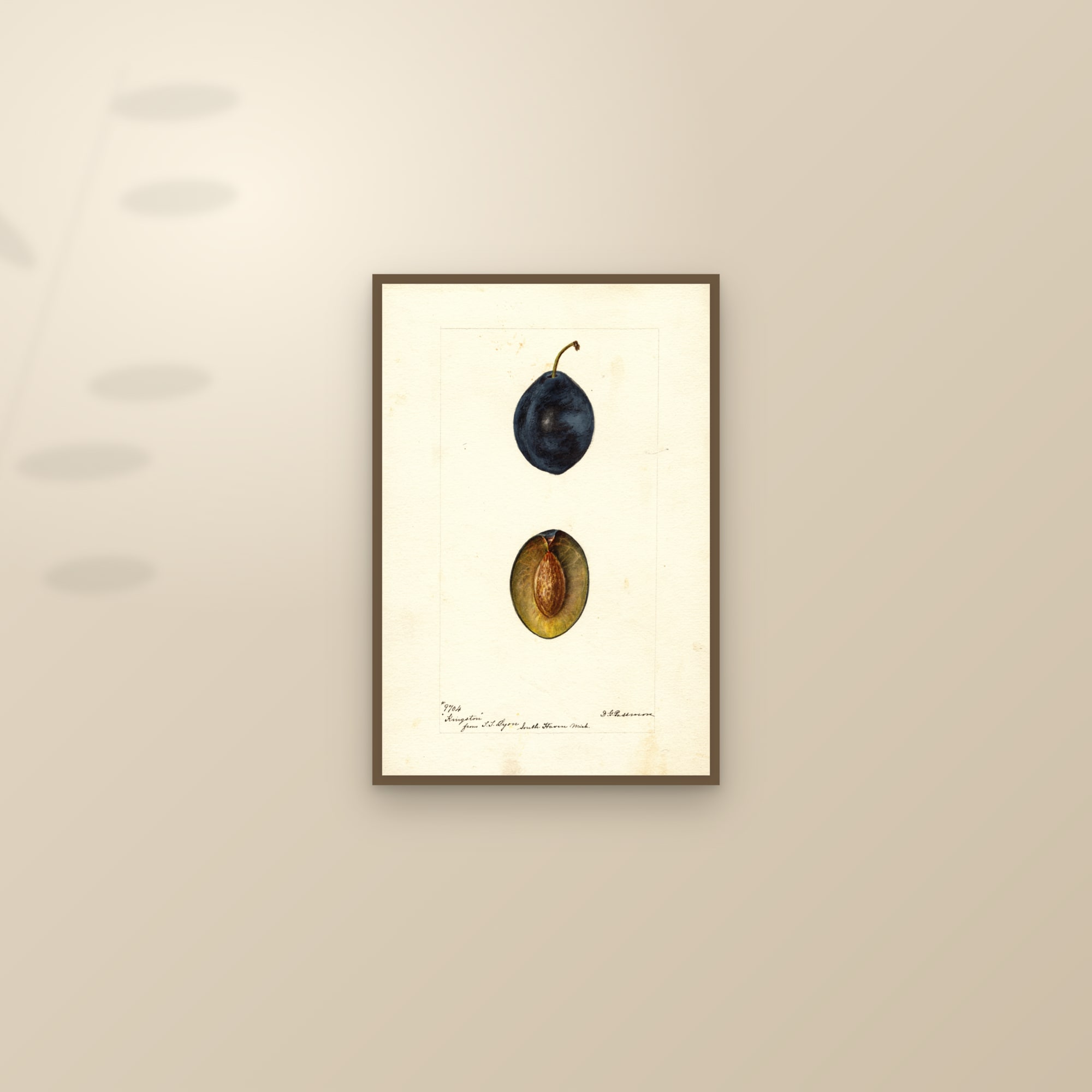 Kingston Plum — framed and styled on a sunlit wall