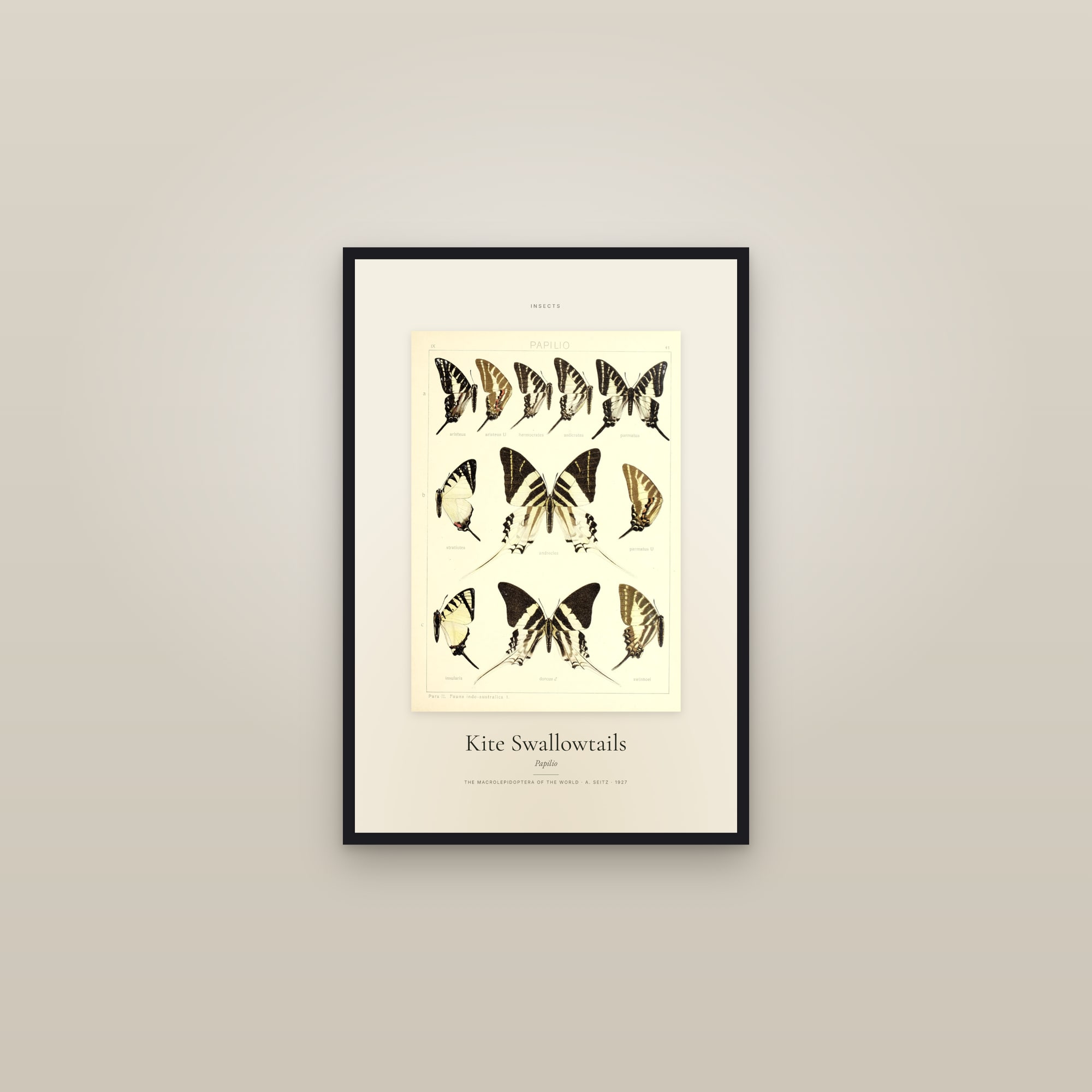 Kite Swallowtails — Specimen — framed in a gallery setting
