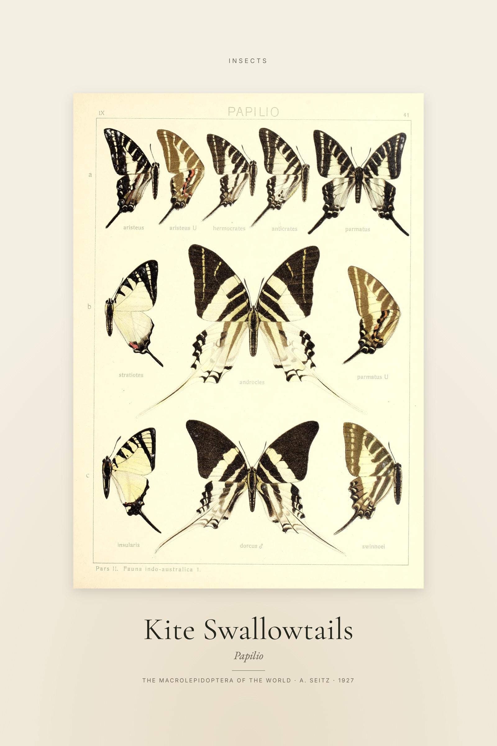 Kite Swallowtails — Specimen
