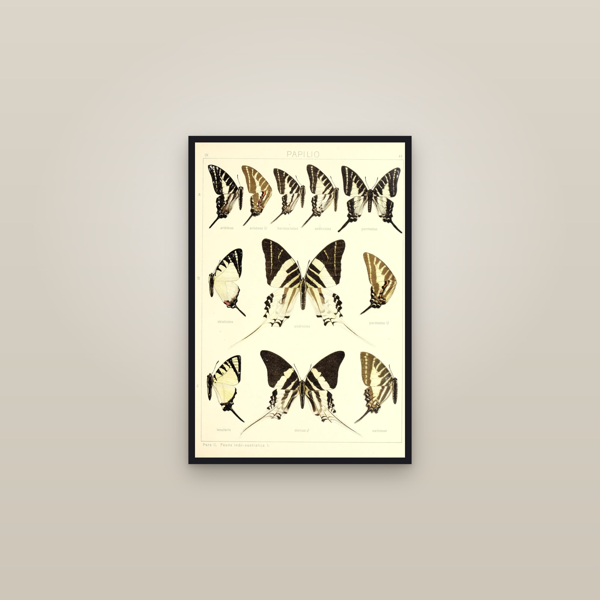 Kite Swallowtails — framed in a gallery setting