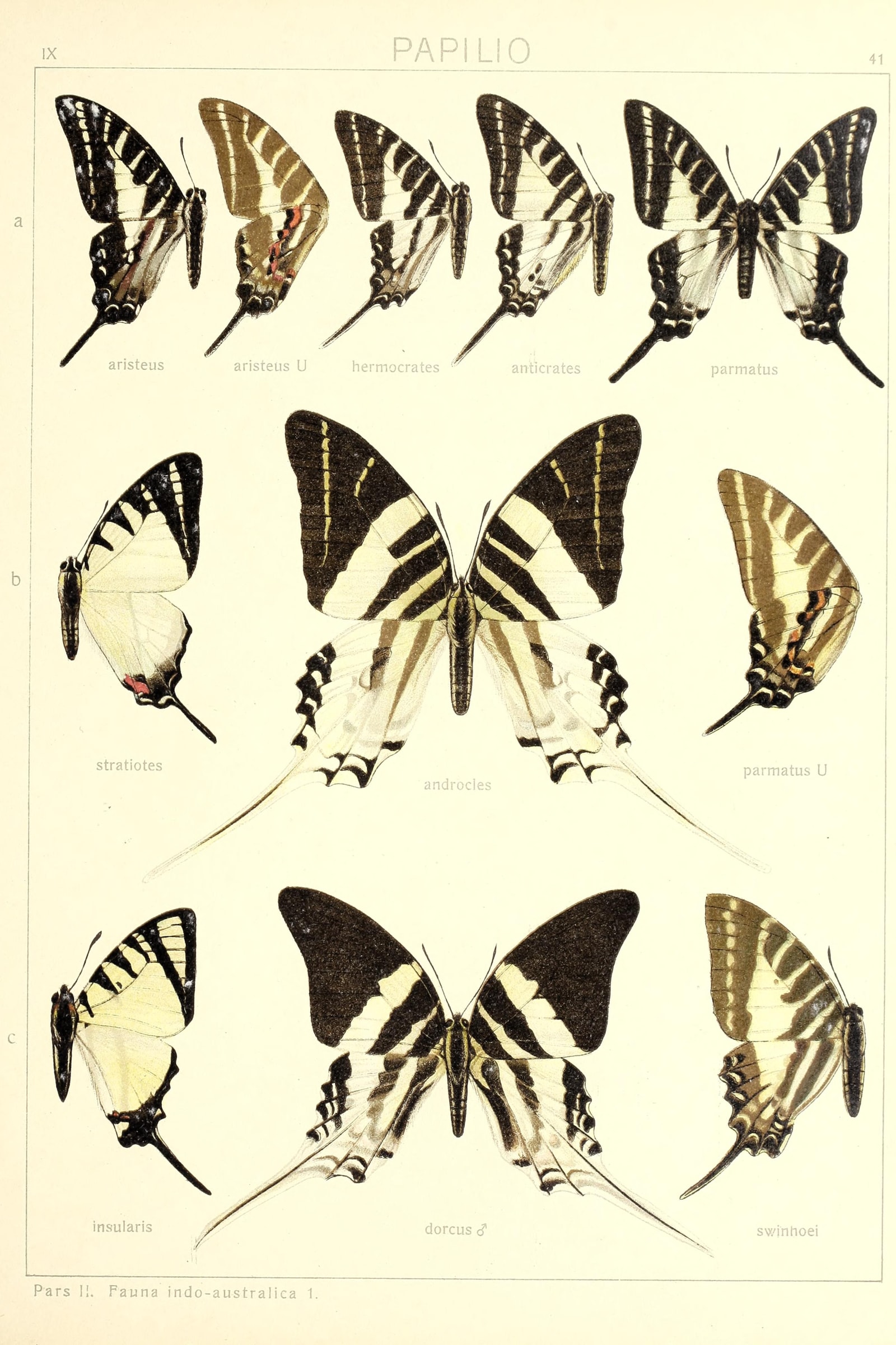 Kite Swallowtails