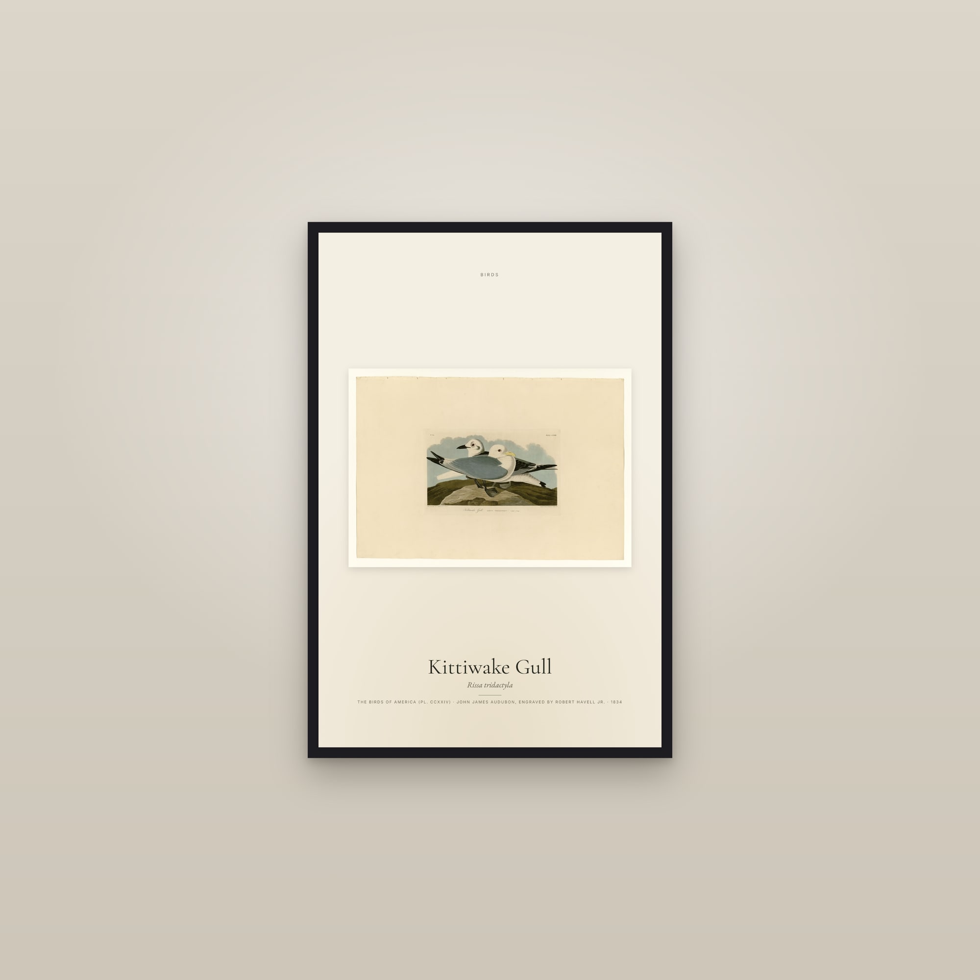 Kittiwake Gull — framed in a gallery setting