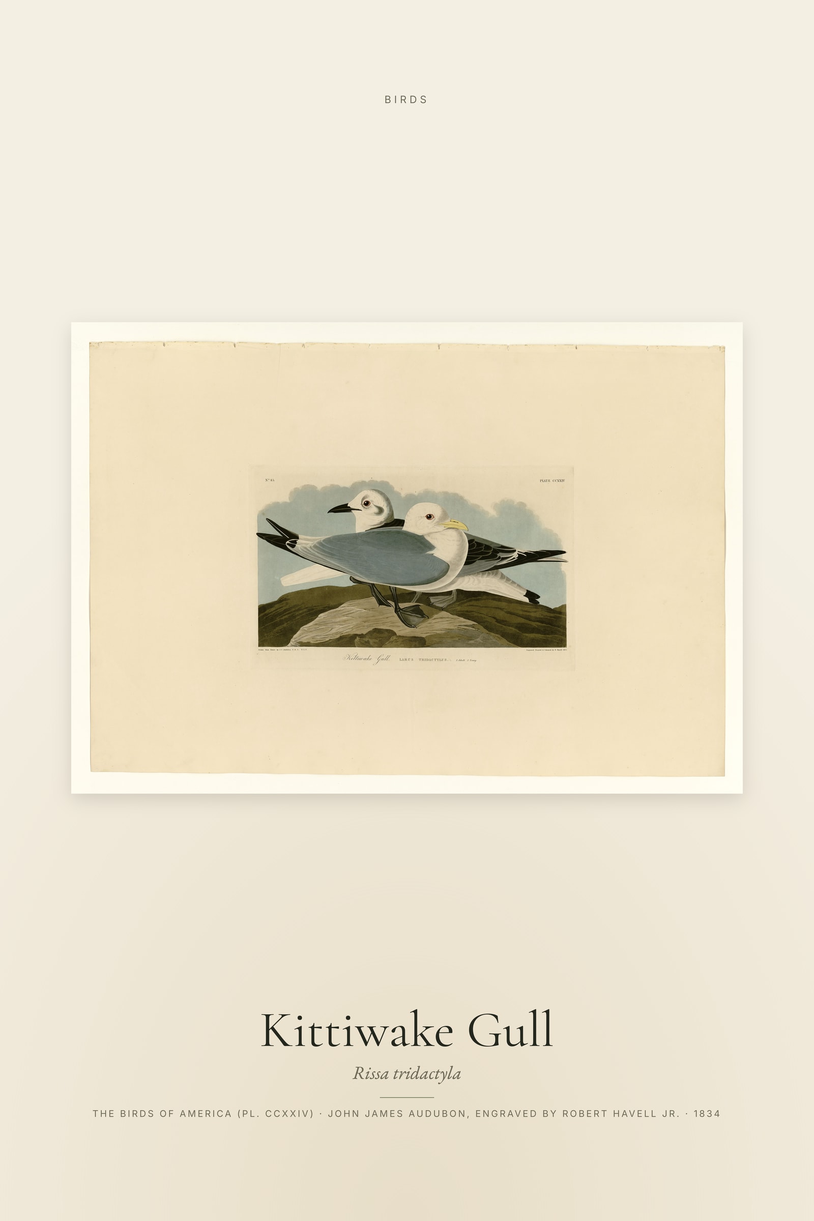Kittiwake Gull