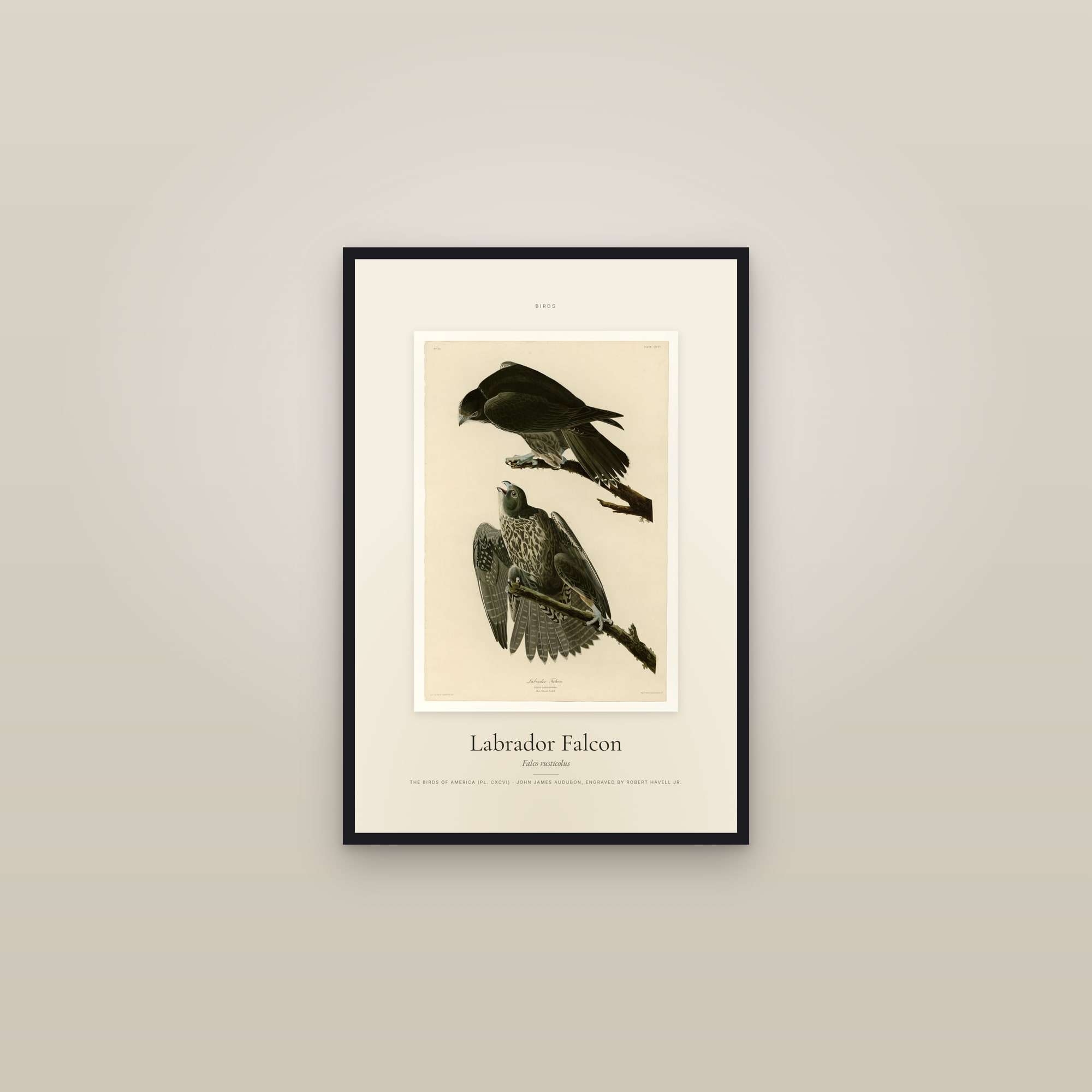 Labrador Falcon — Specimen — framed in a gallery setting