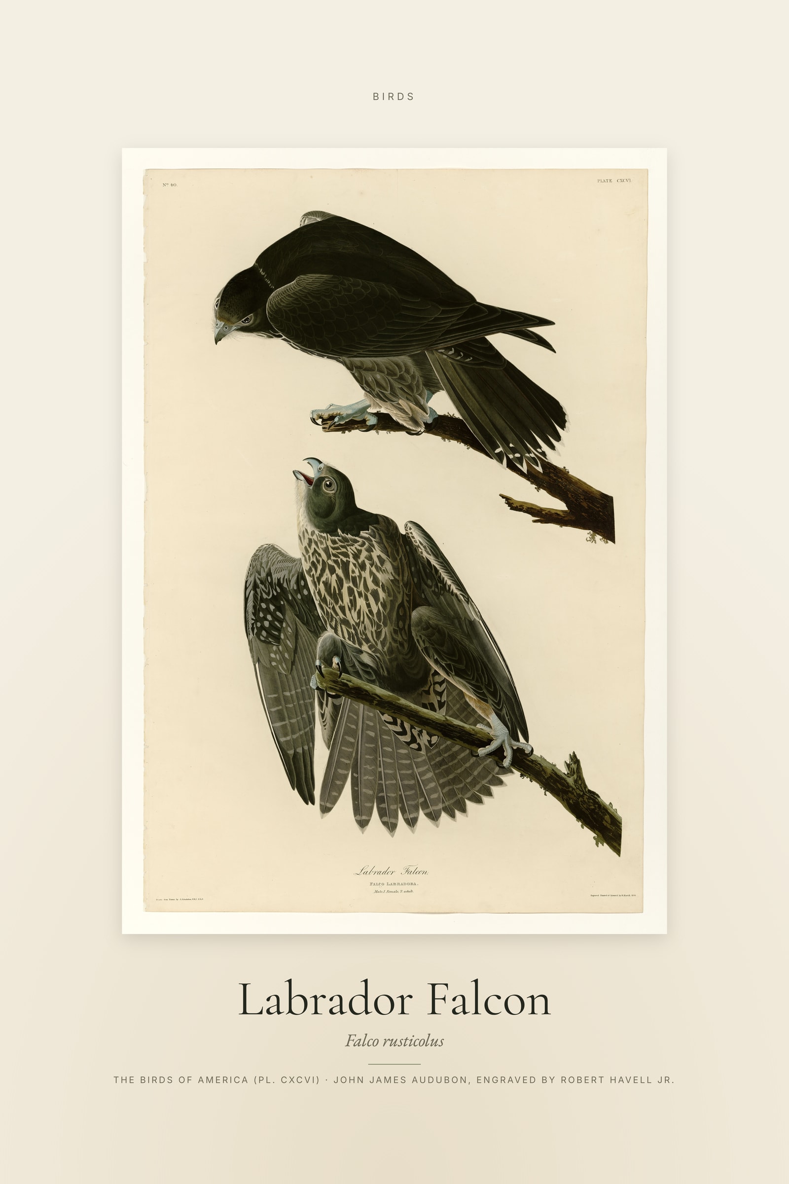 Labrador Falcon — Specimen