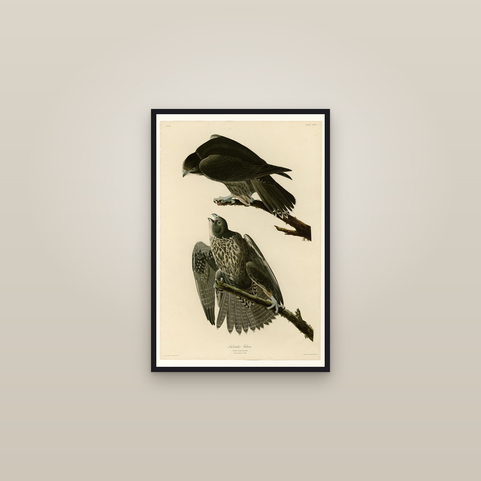 Labrador Falcon — framed in a gallery setting