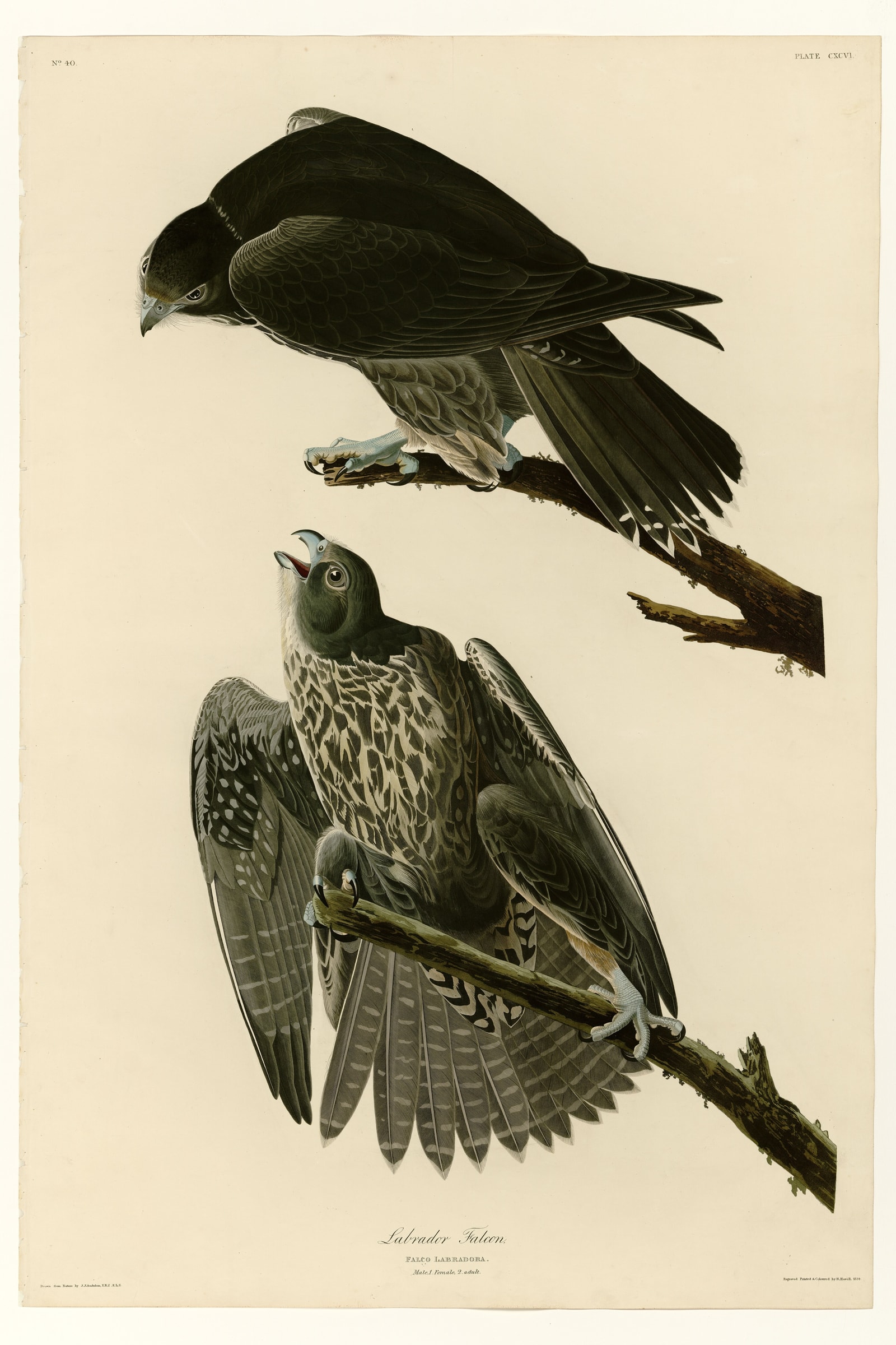 Labrador Falcon