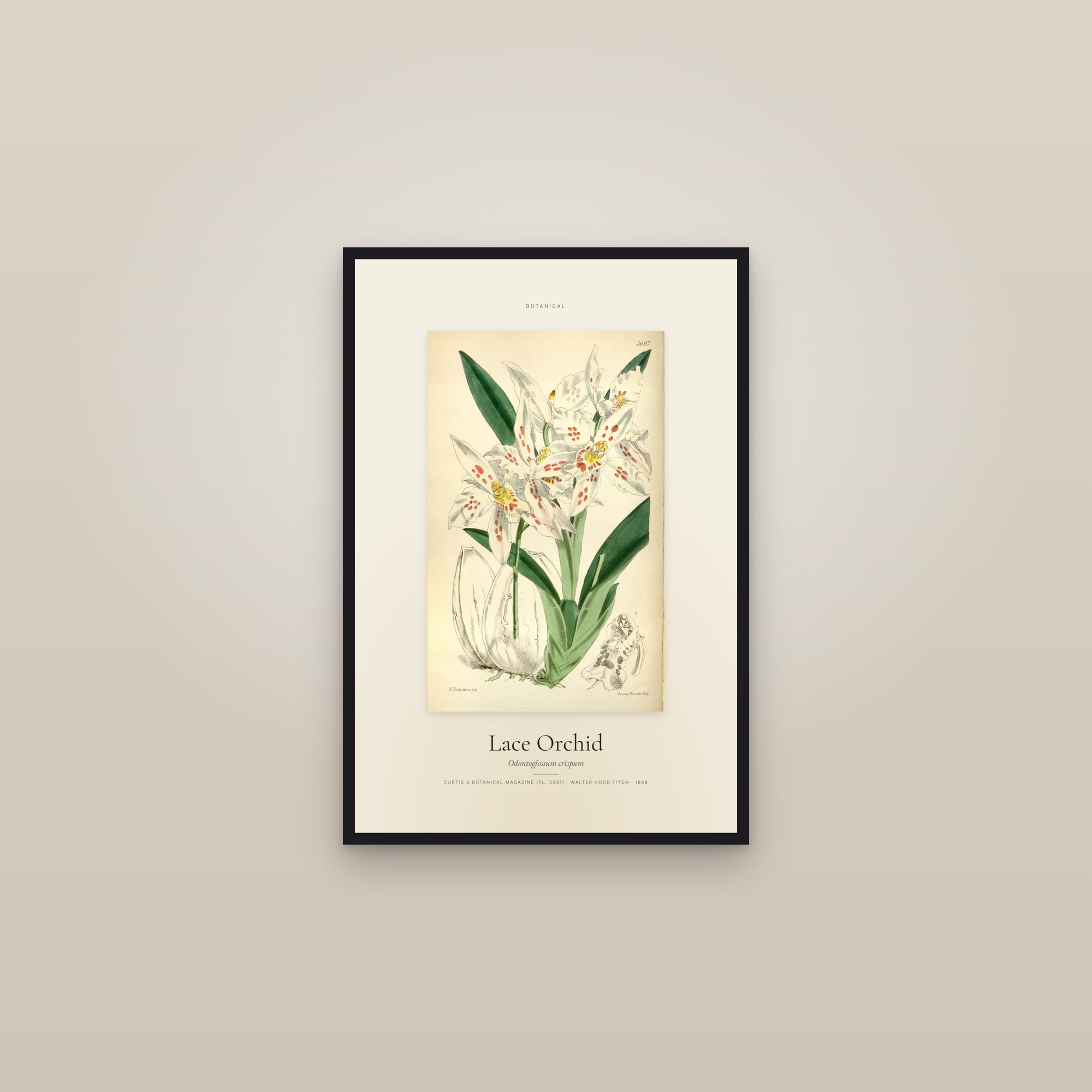 Lace Orchid — Specimen — framed in a gallery setting