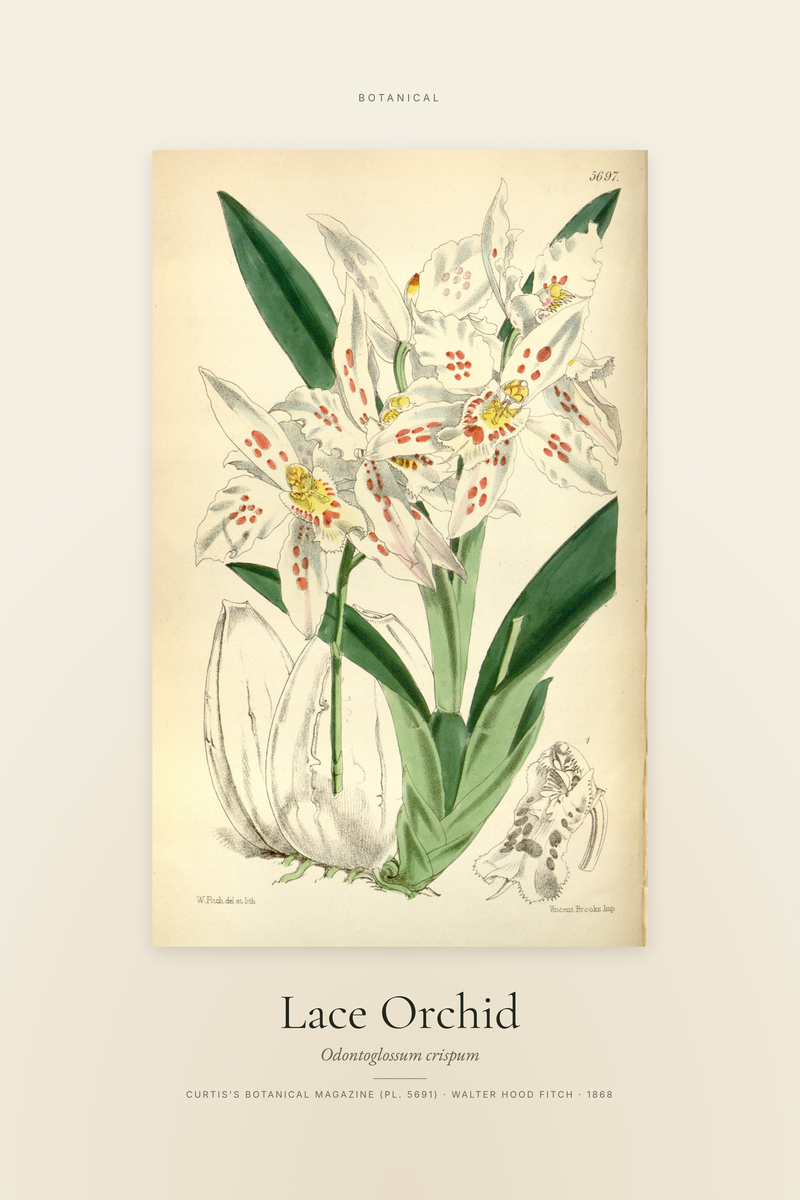 Lace Orchid — Specimen