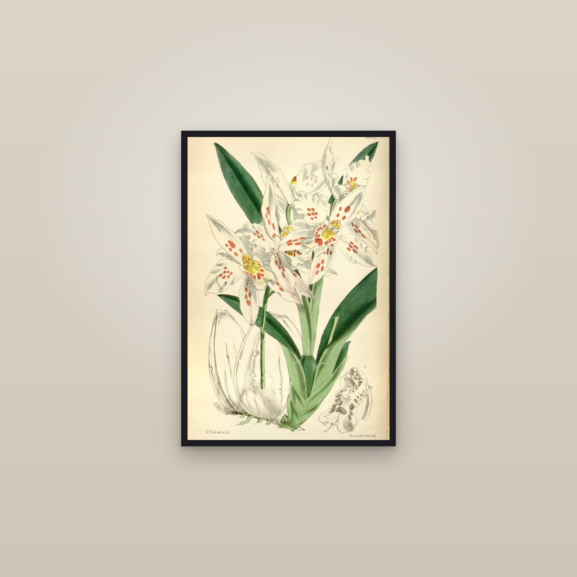 Lace Orchid — framed in a gallery setting