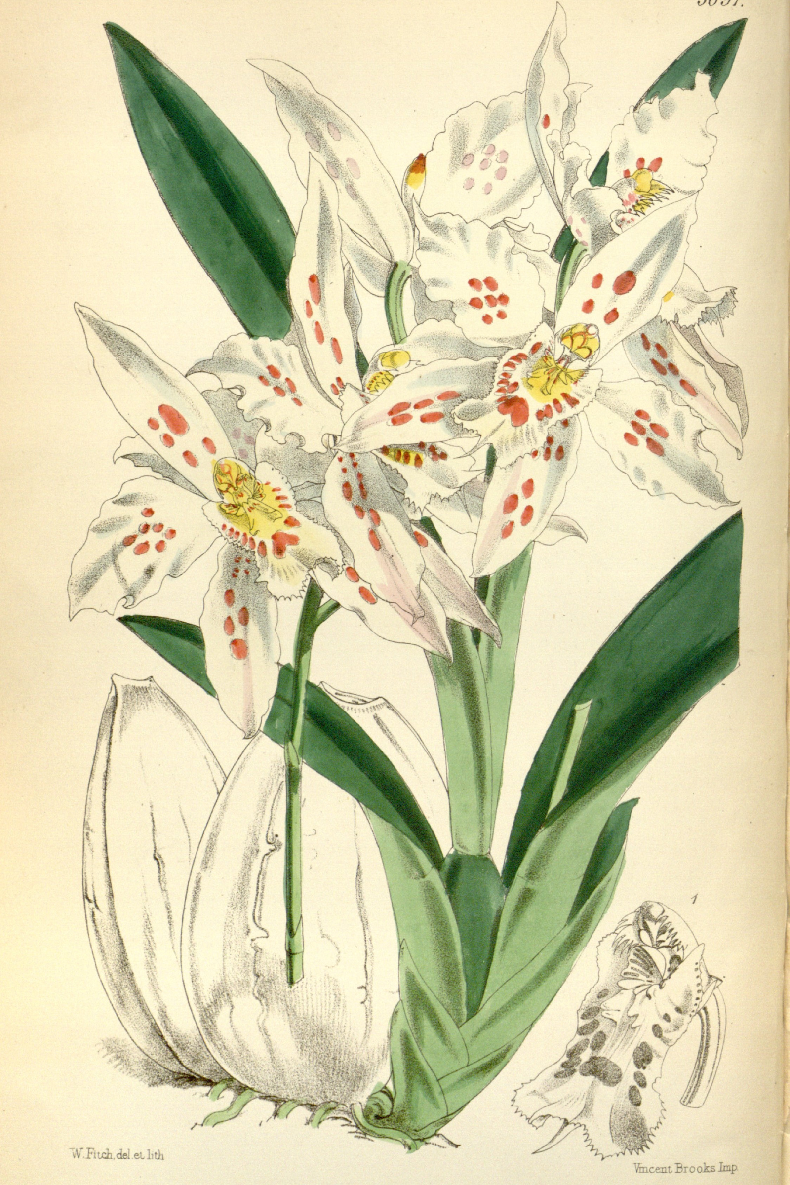 Lace Orchid