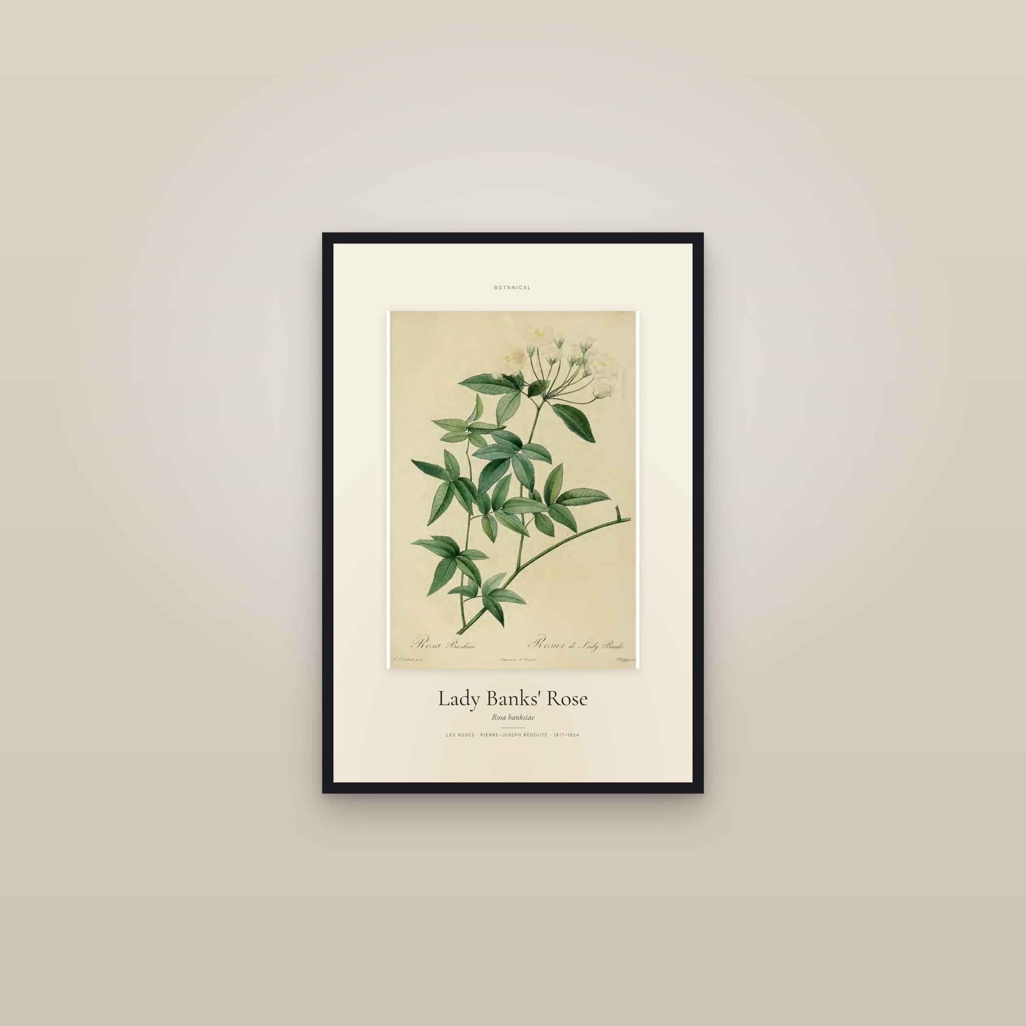 Lady Banks' Rose — Specimen — framed in a gallery setting