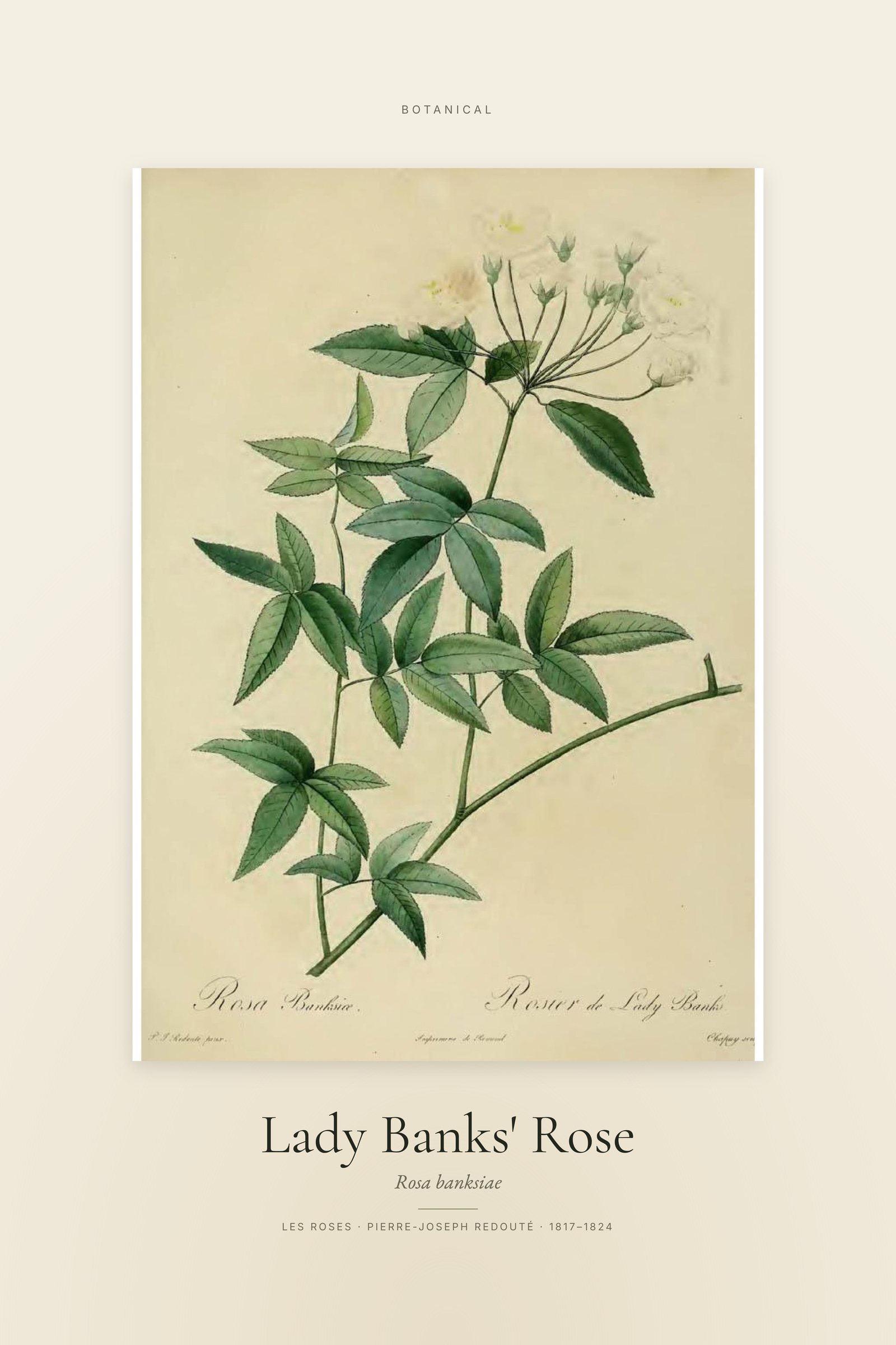 Lady Banks' Rose — Specimen