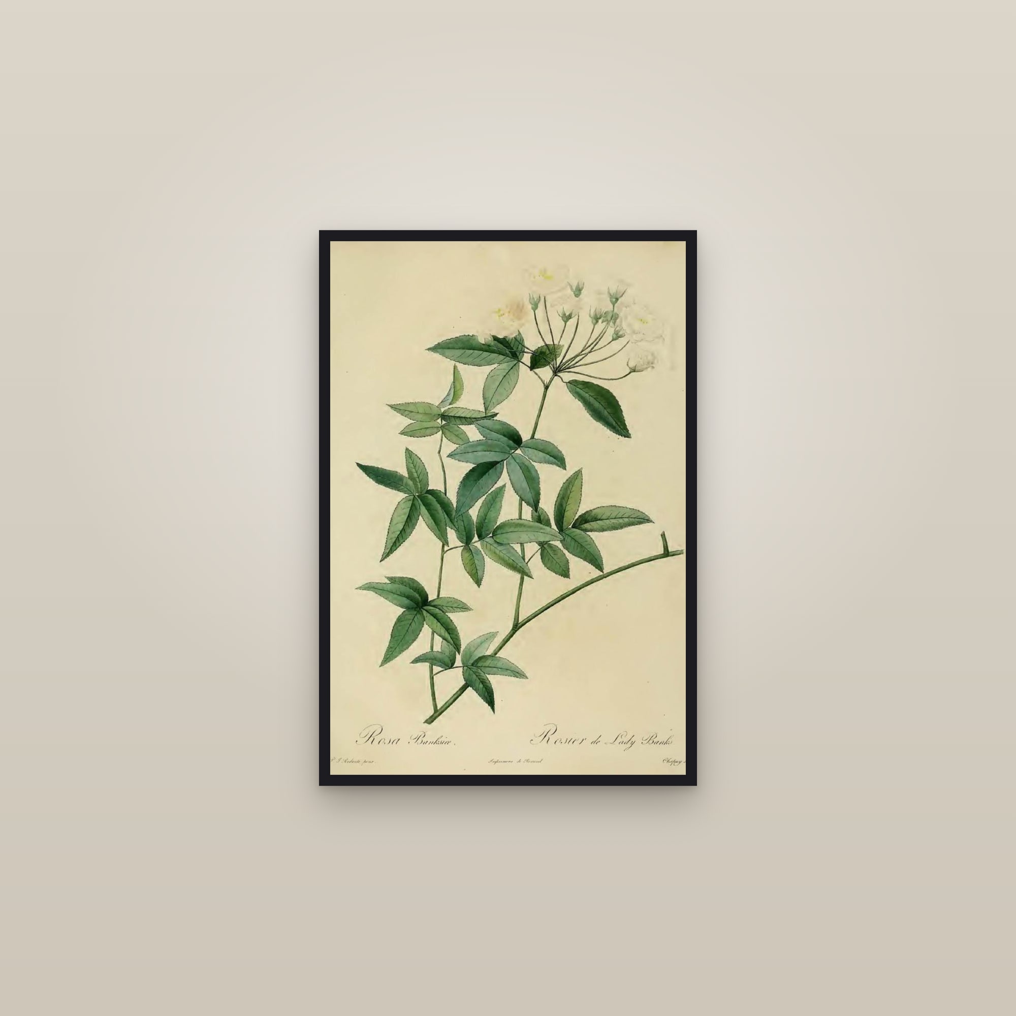 Lady Banks' Rose — framed in a gallery setting