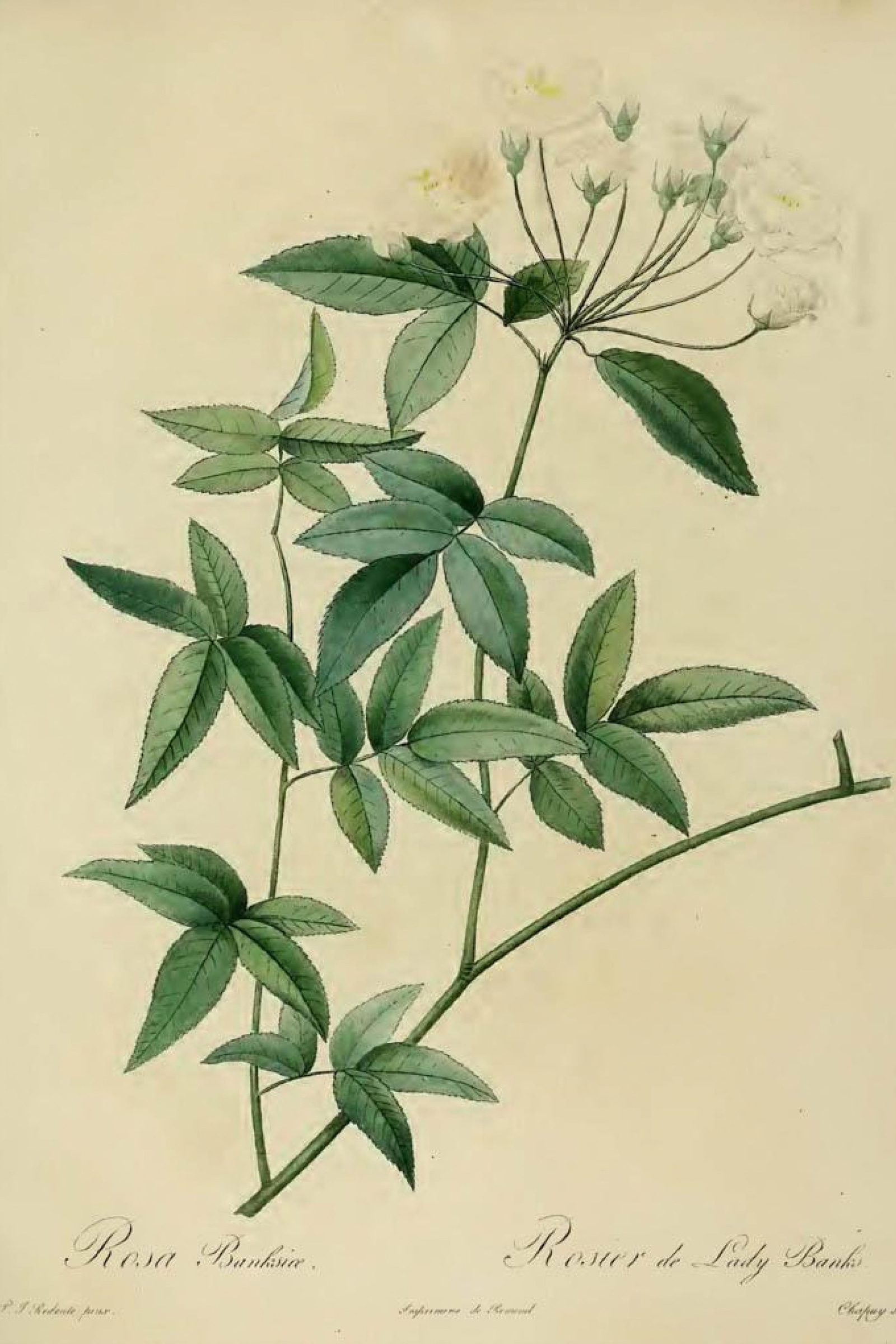 Lady Banks' Rose