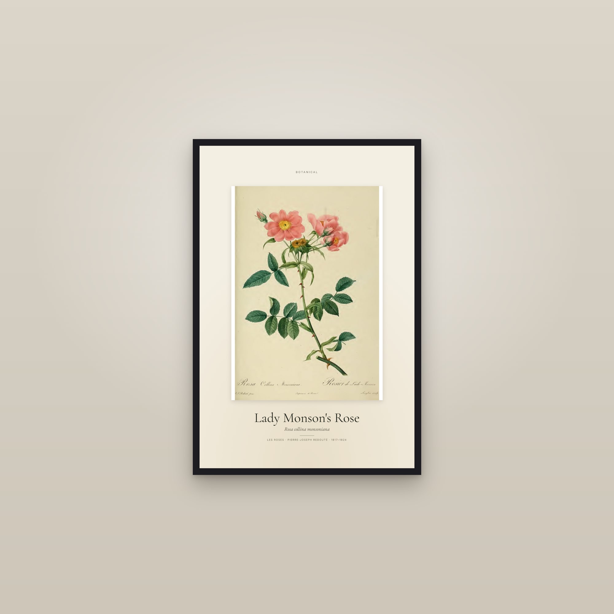 Lady Monson's Rose — Specimen — framed in a gallery setting